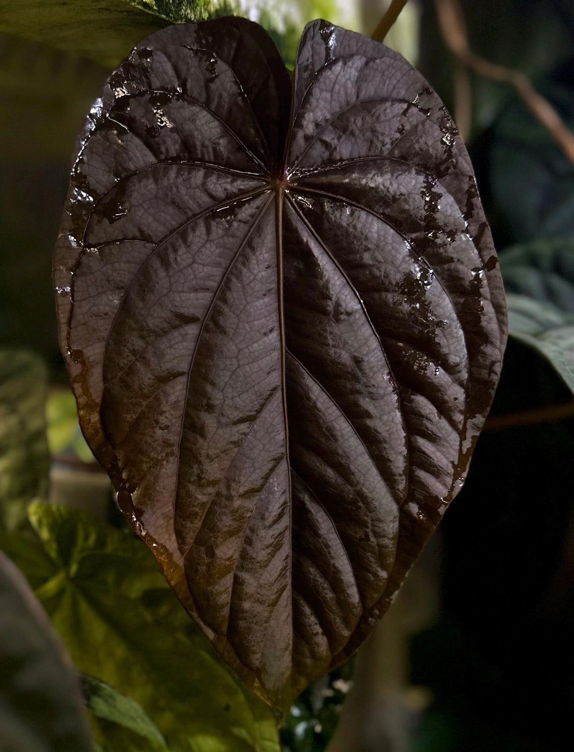 Anthurium Dressleri NSE 'Obsidian' plant with dark, glossy leaves and vibrant spathes, grown by AABexotics.
