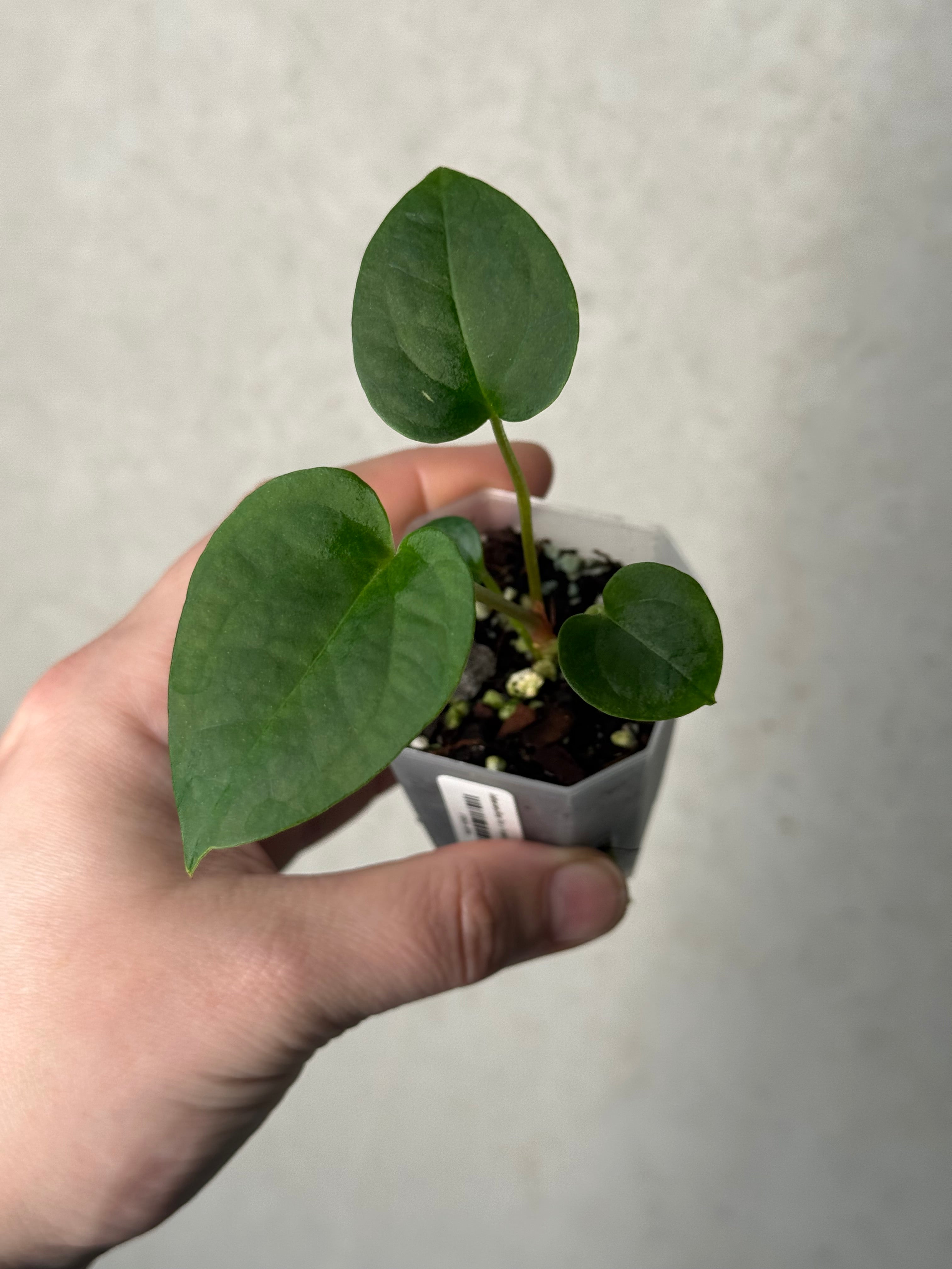 Anthurium (Blue Papillilaminum x Forgetii) x (Papillilaminum XOne x XOne)