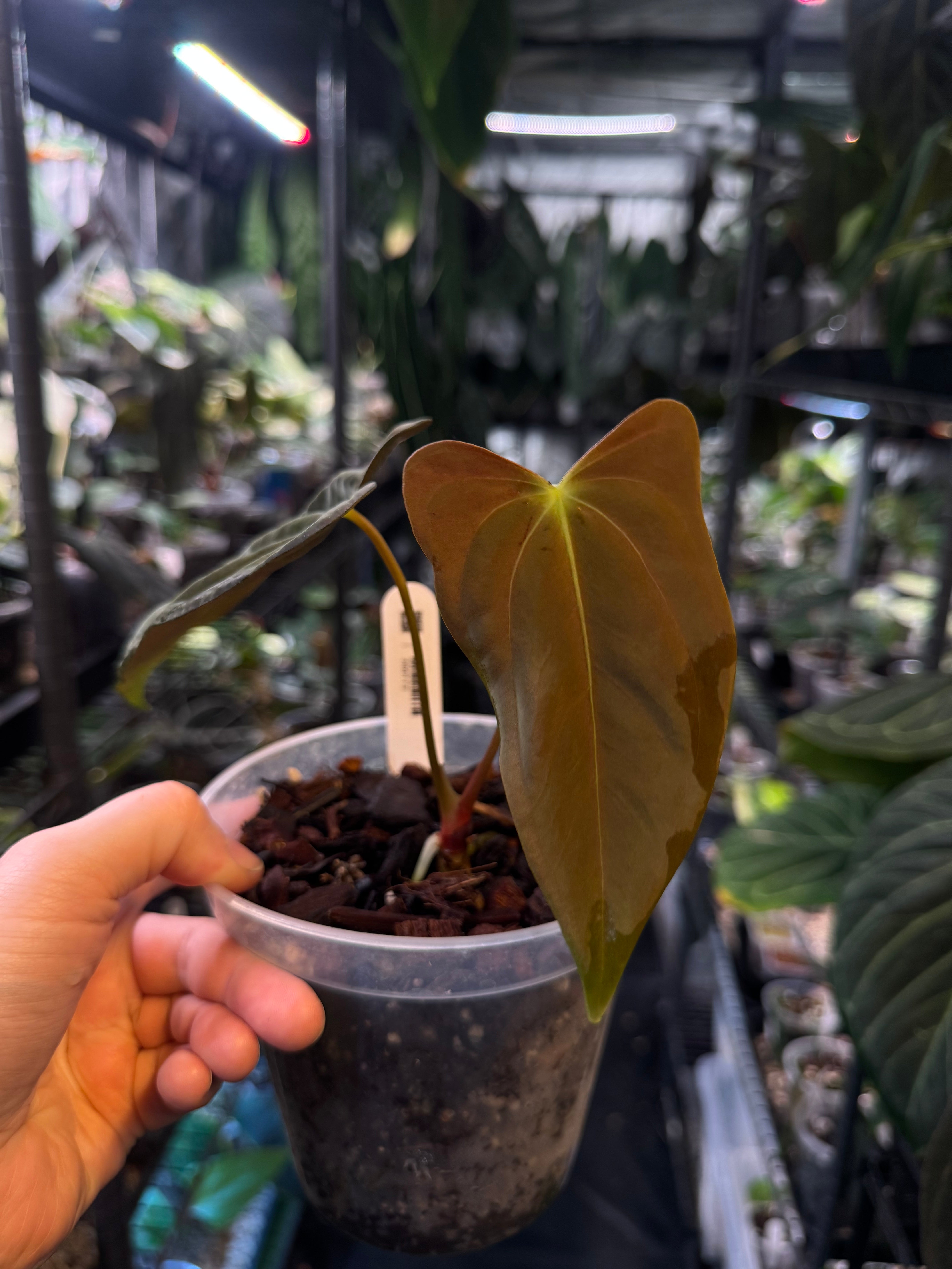 Anthurium FSxRL ‘Grim Reaper’ x Papillilaminum RA6 - Cutting