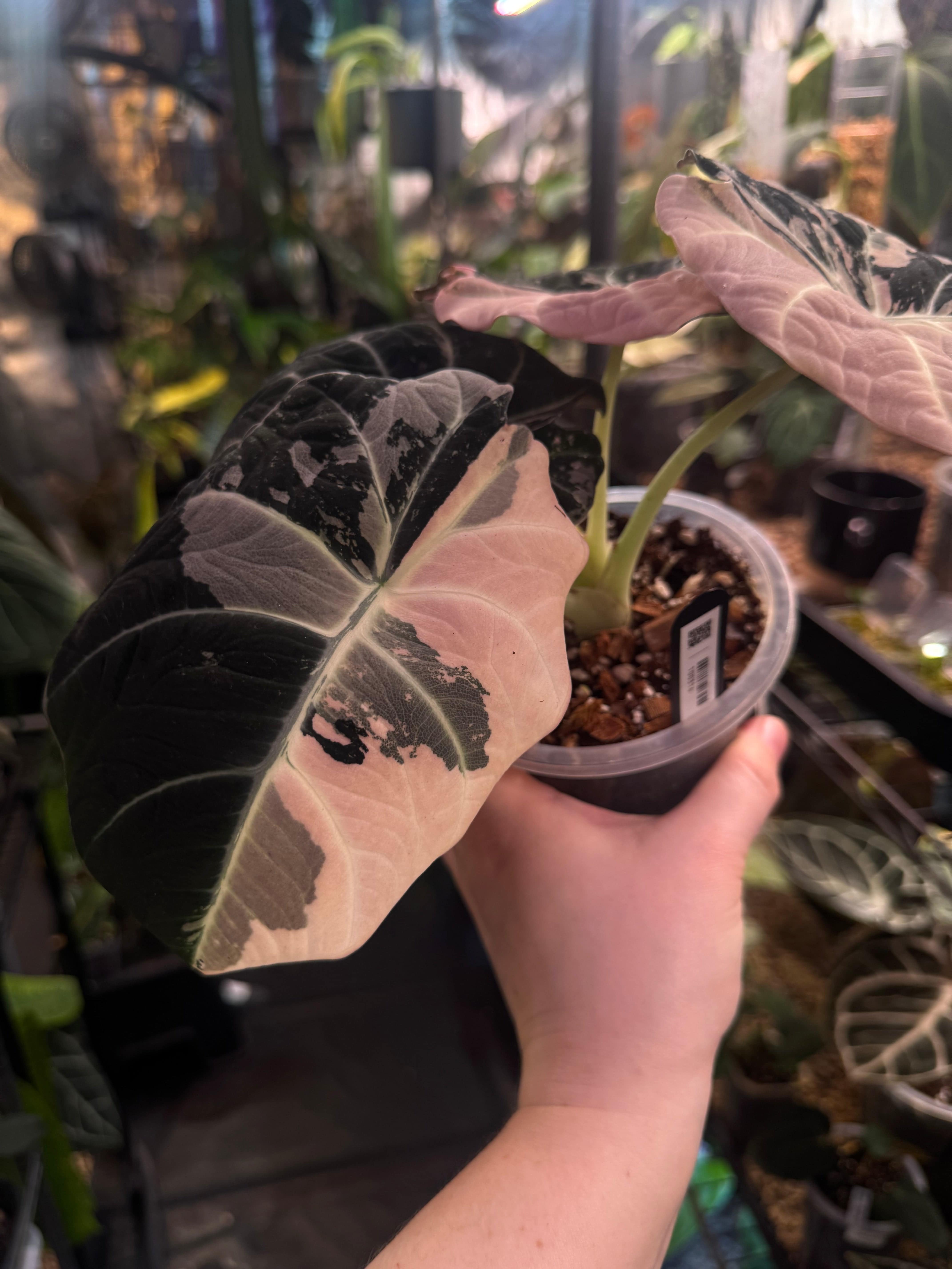 NFS: Alocasia Black Velvet Pink Variegata - SMUKHI