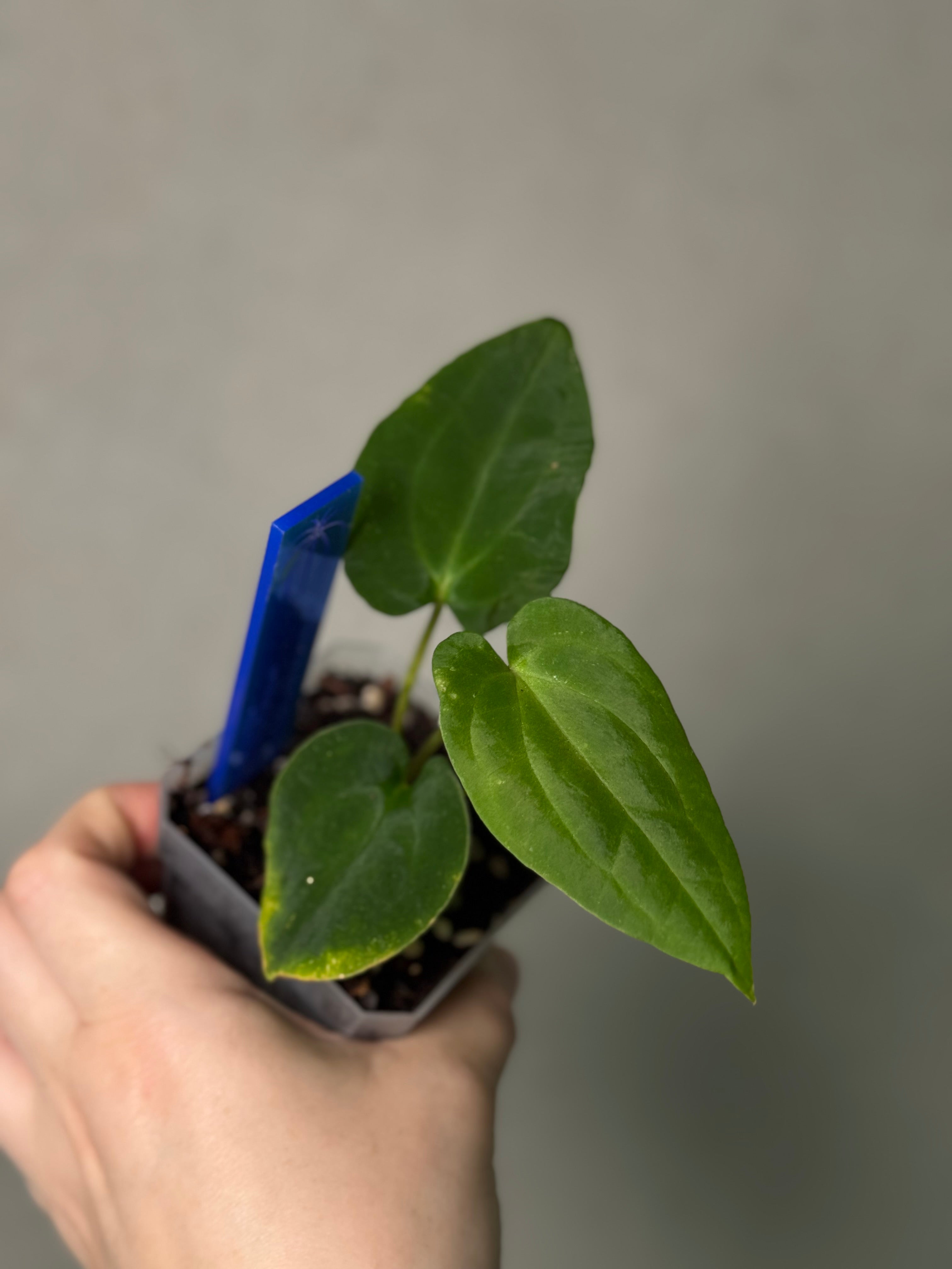 Anthurium Red Vein Dark Phoenix x BVEP RA1