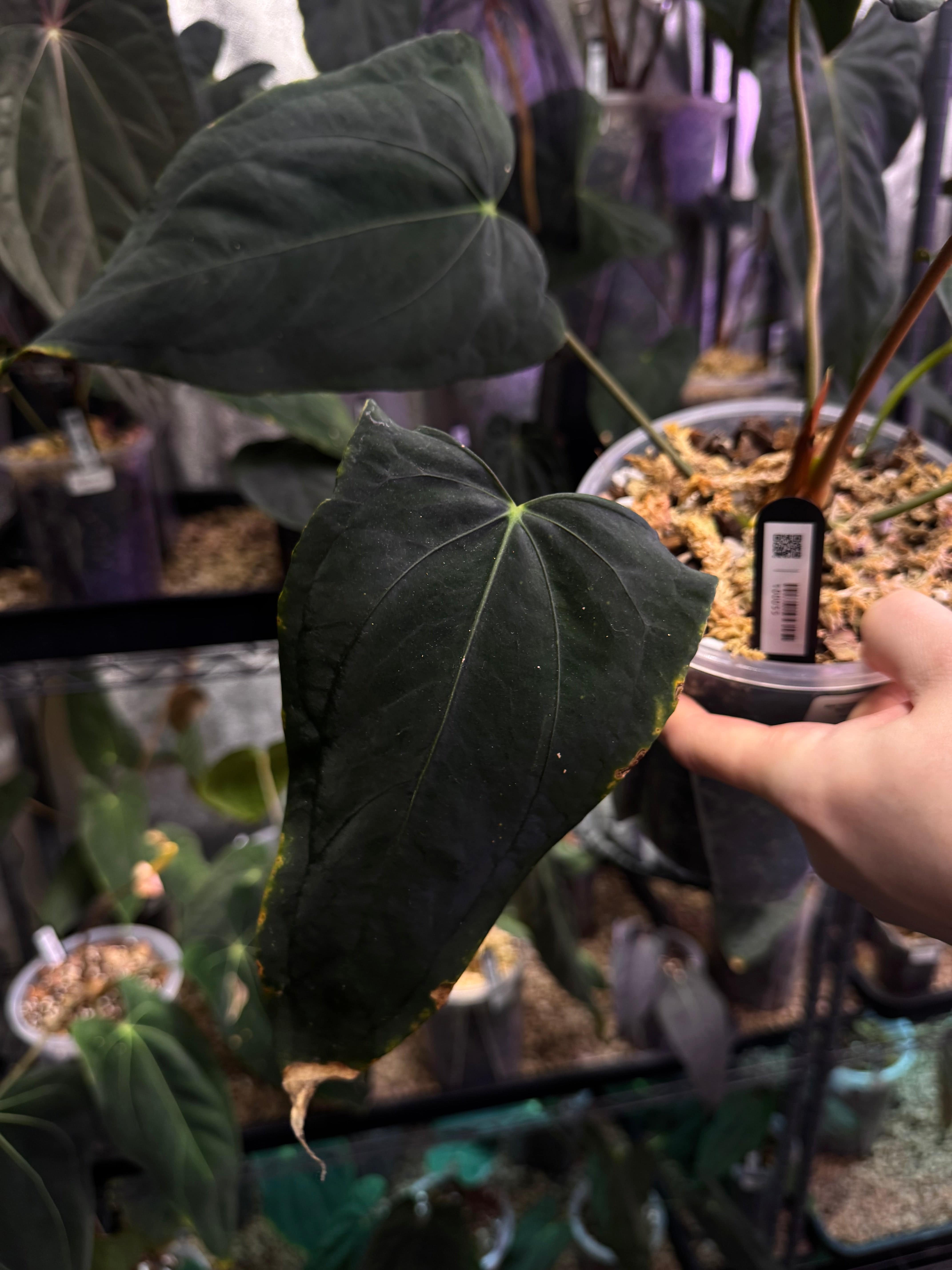 NFS: Anthurium Dark Phoenix x Dark Phoenix - Wide Sinus Mutation - SMUKHI