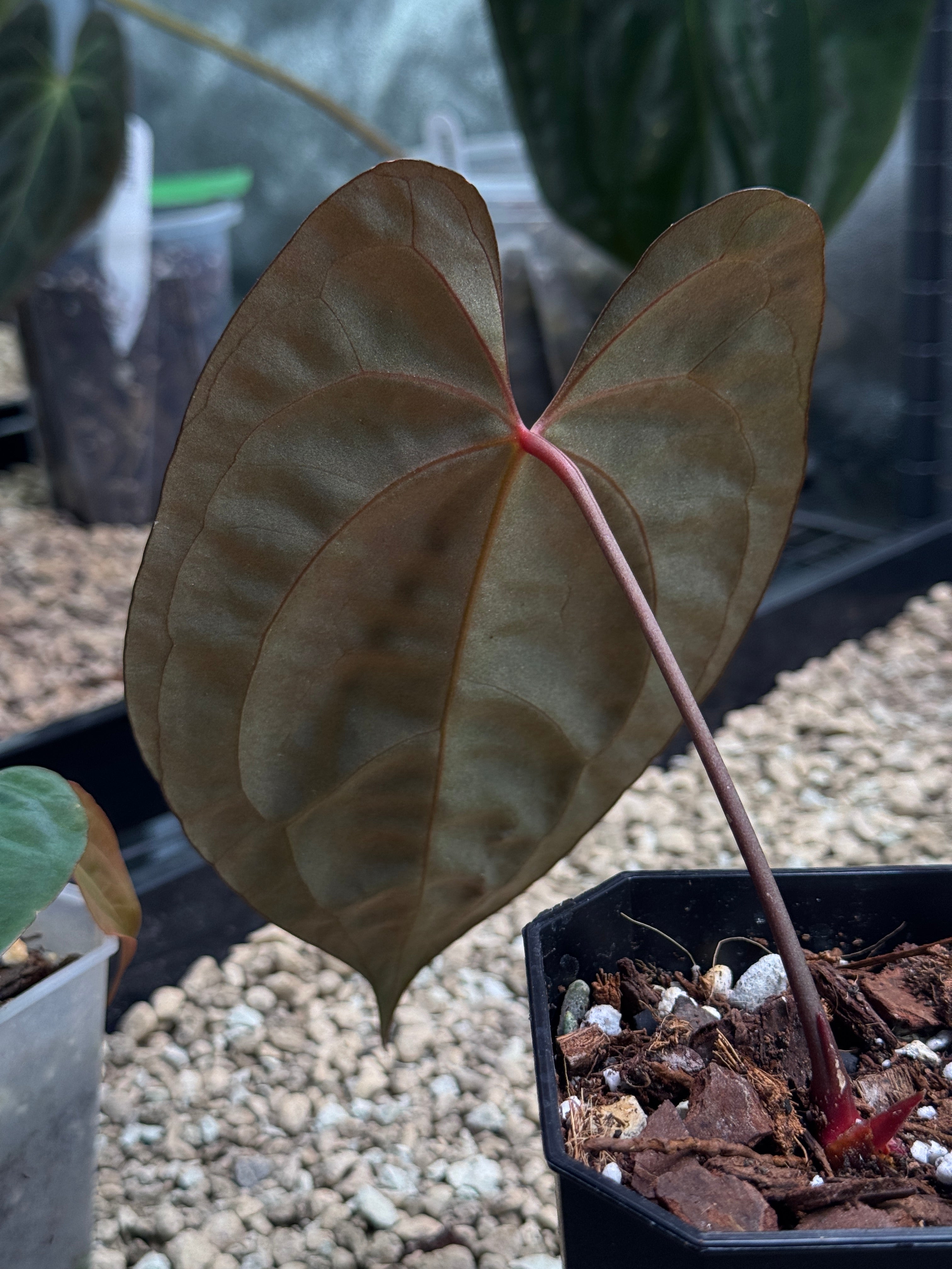 Anthurium Goliath x Dark Phoenix - Clone