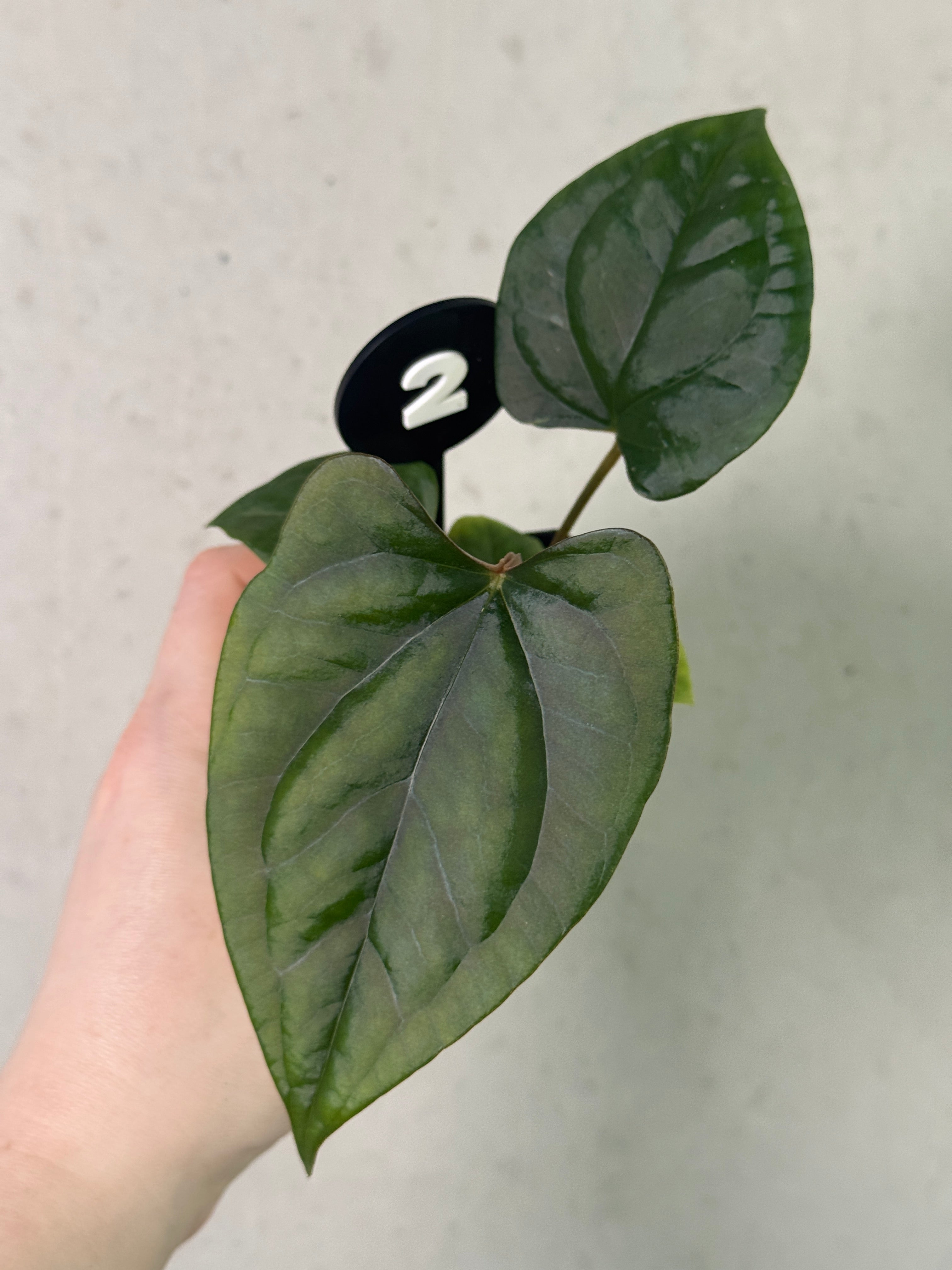 Anthurium (Dark Phoenix x Goliath) x (sp. Napo x Luxurians)