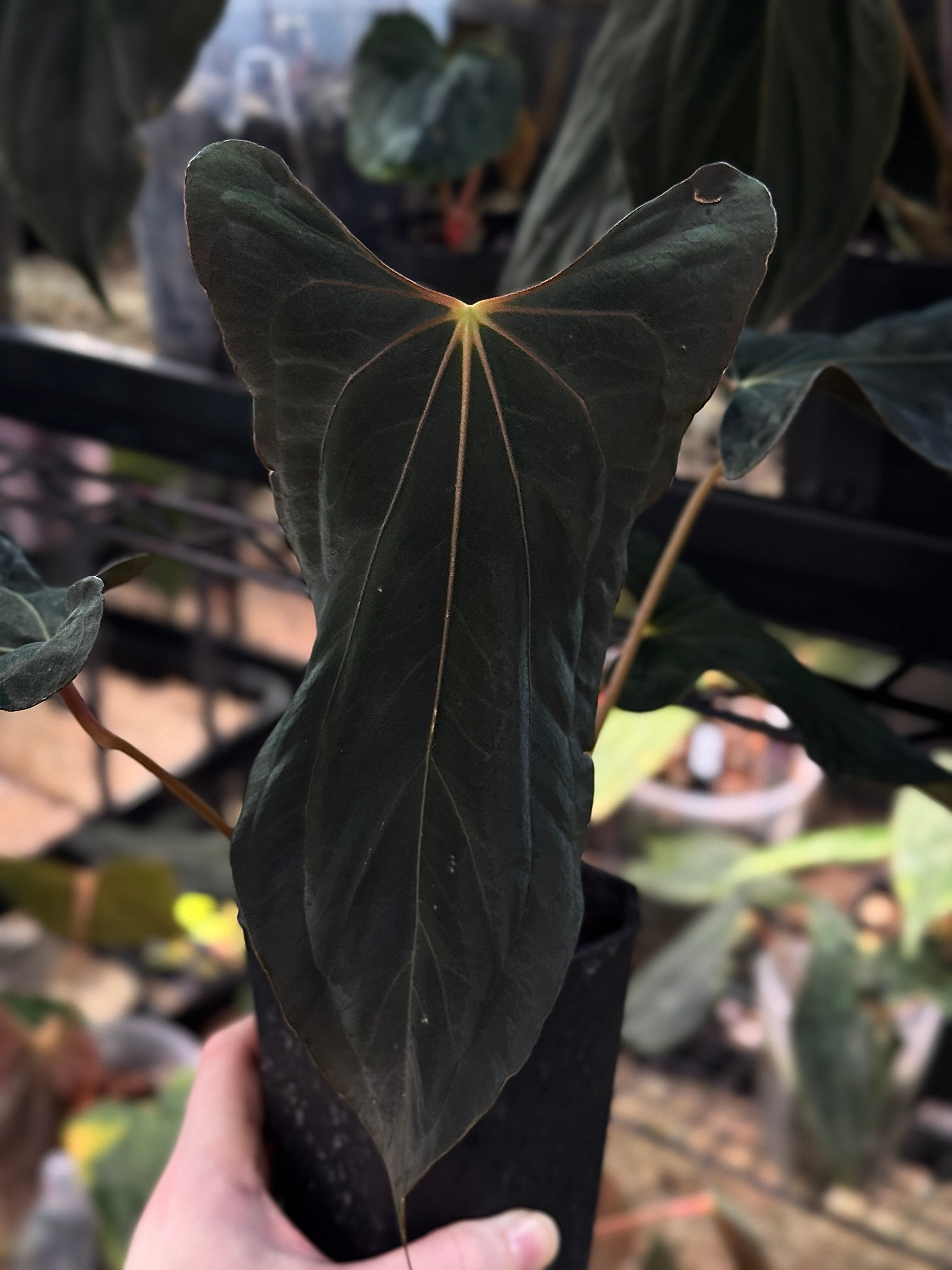 Anthurium RLxFS x Ralph Lynam S1 - Clone - SMUKHI