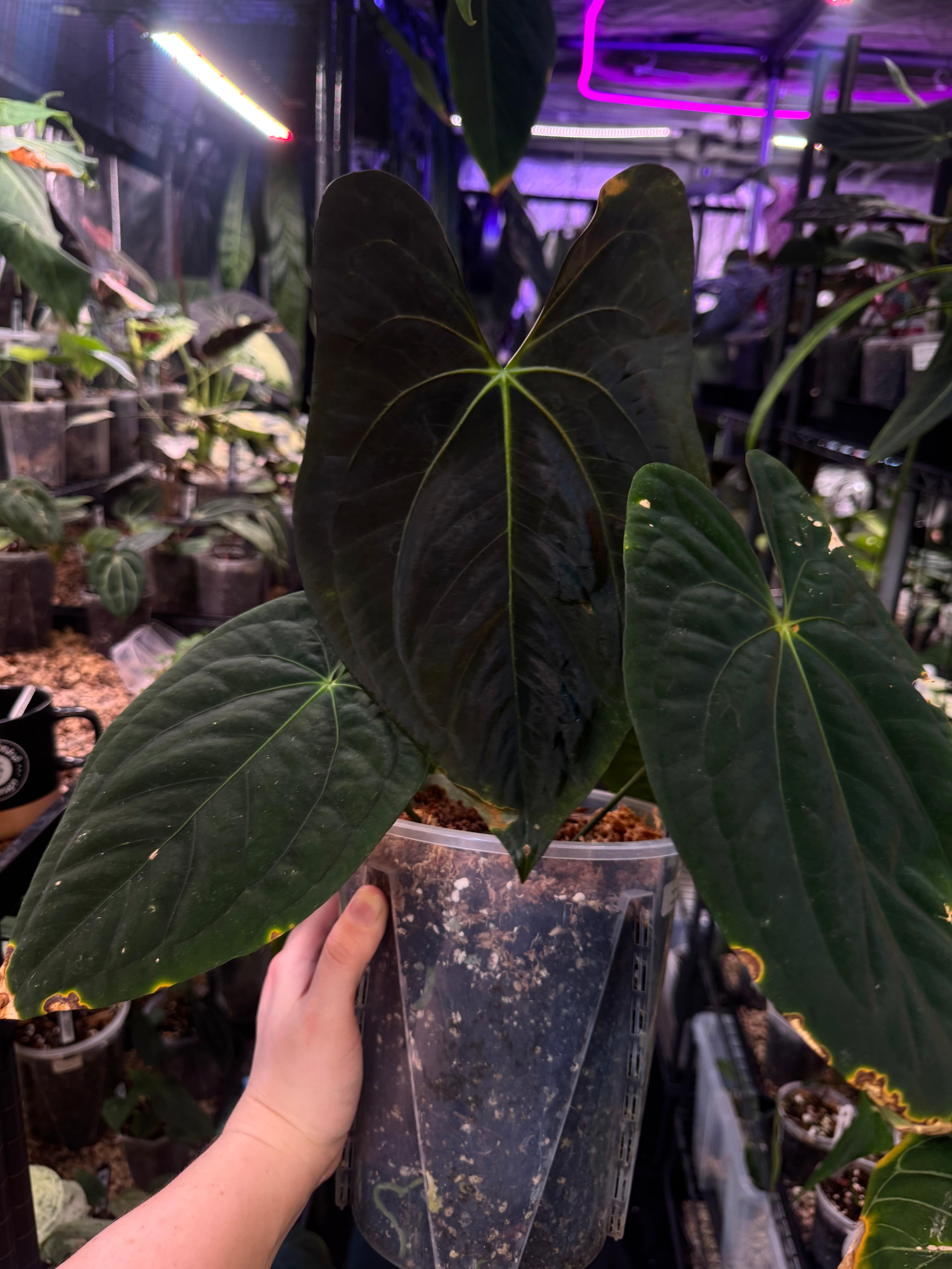 Anthurium Dark Phoenix - Clone - SMUKHI