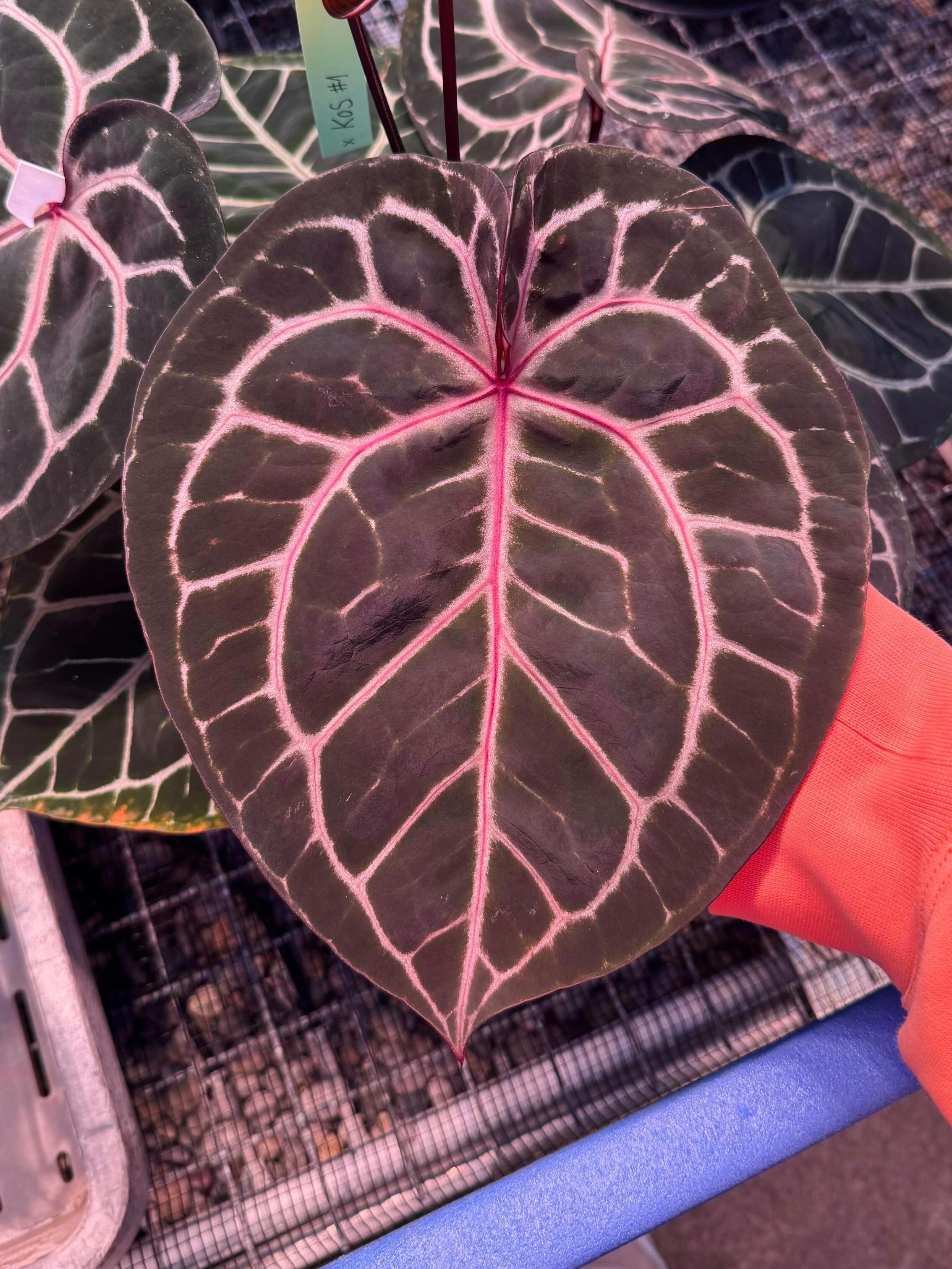 Variegated Stingray Anthurium Michelle S1 x Crystallinum ‘Chocolate’ plant with glossy, variegated leaves and a rich, dark color.