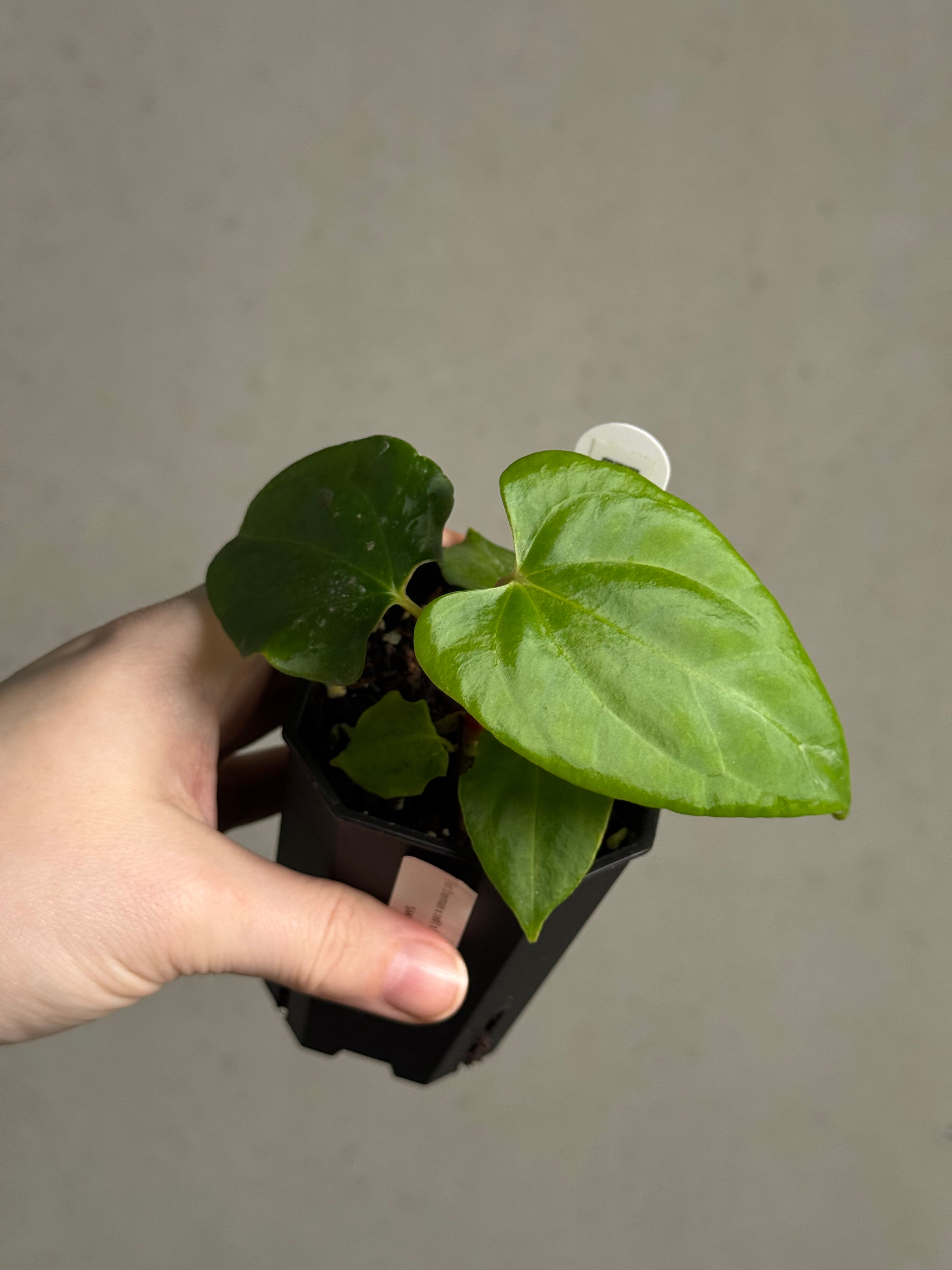 Anthurium Fort Sherman S1 x Ralph Lynam S1 - SMUKHI