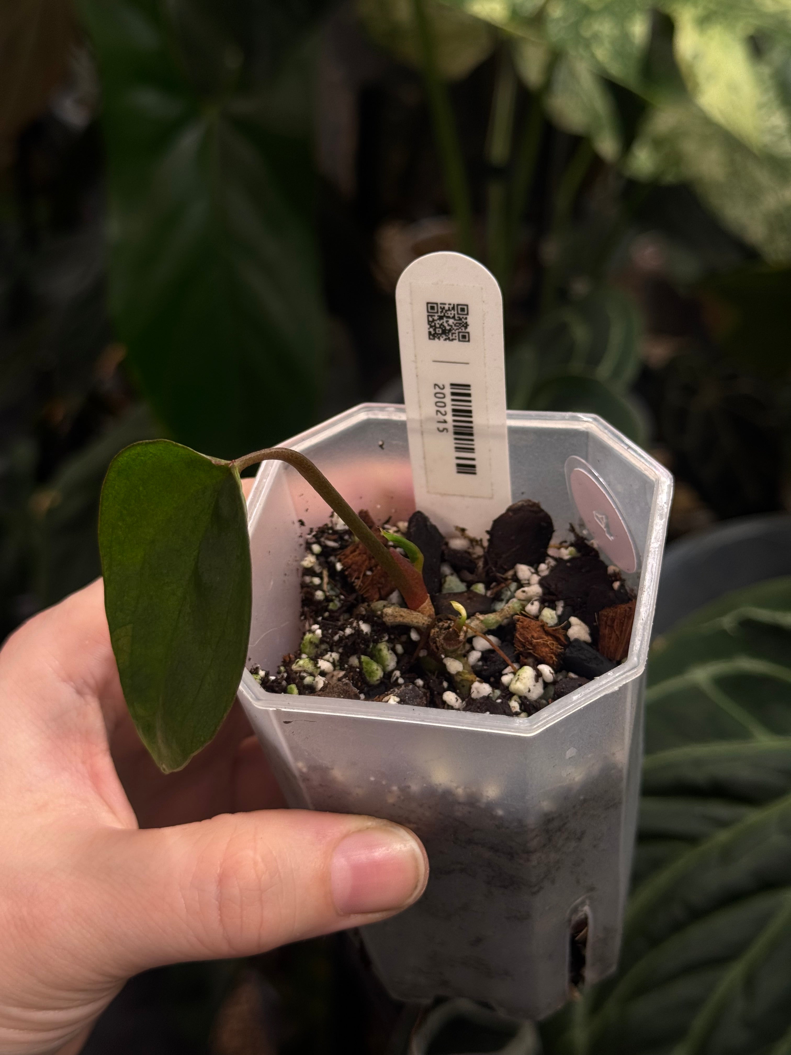 Anthurium Ace Of Spades Dark Form (SKG) F1
