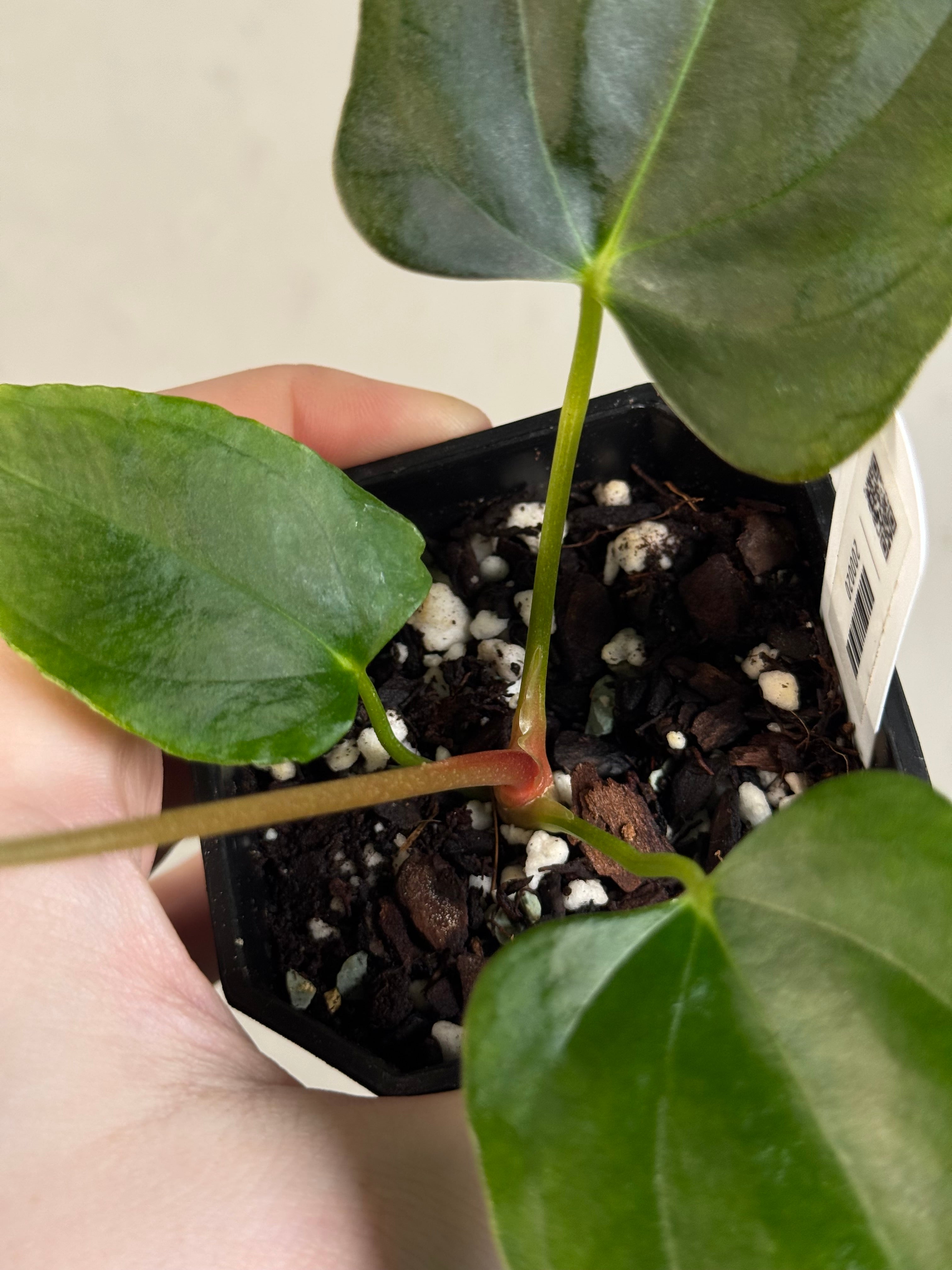 Anthurium Indo Portillae x self