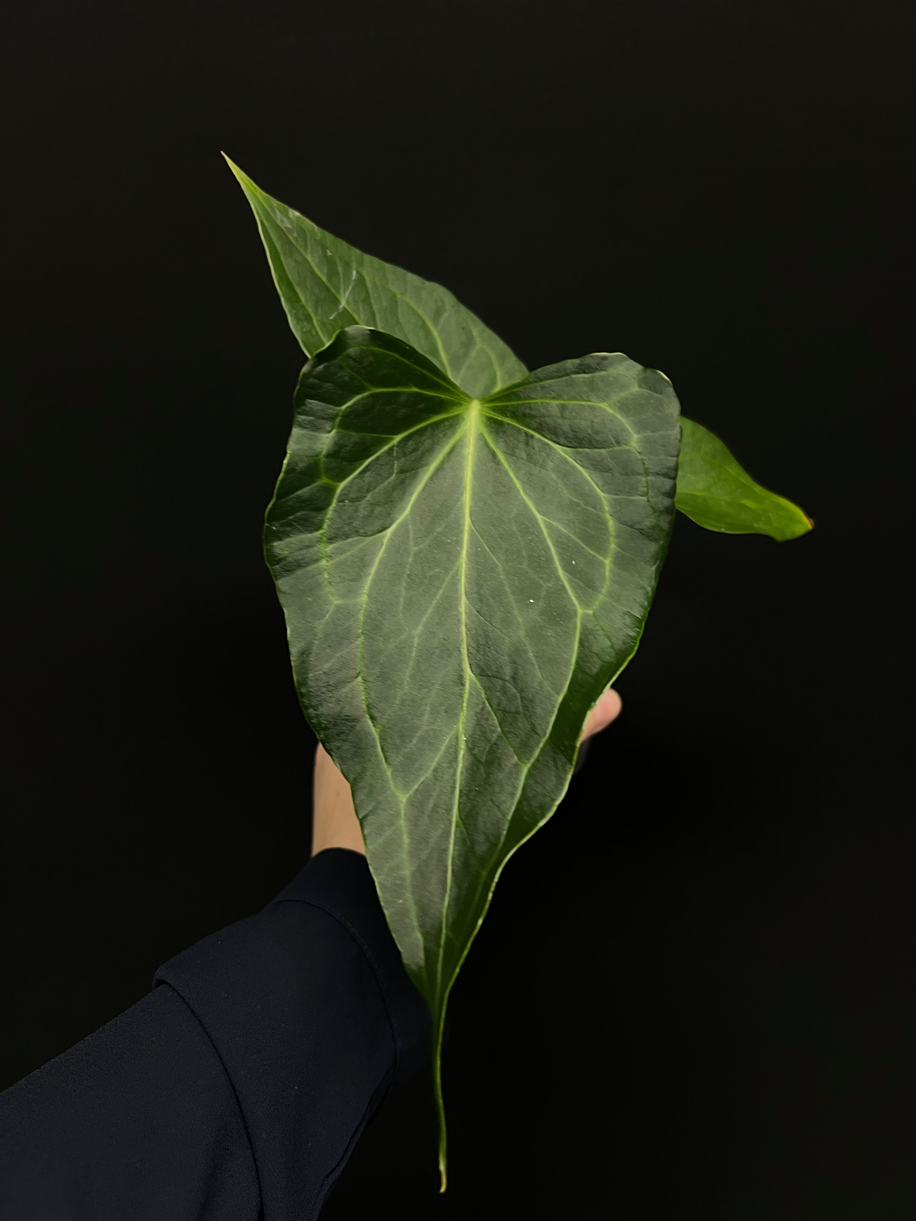 Anthurium ‘Delta Force’ (Clarinervium x Pedatoradiatum)