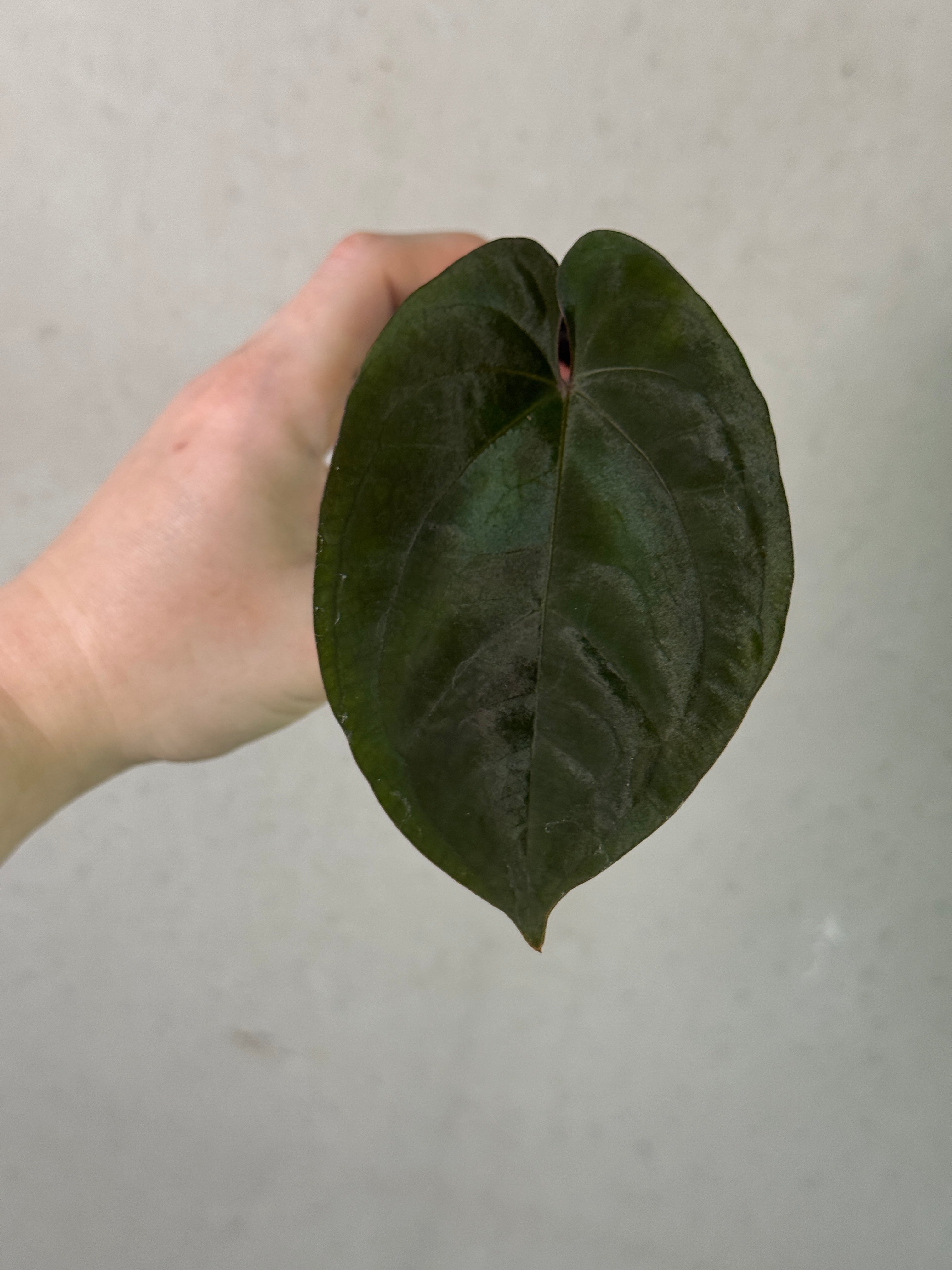Anthurium Ace of Spades (Kunzo) x Darkest Panama plant from Abelia Plants, featuring glossy dark leaves and lush foliage.