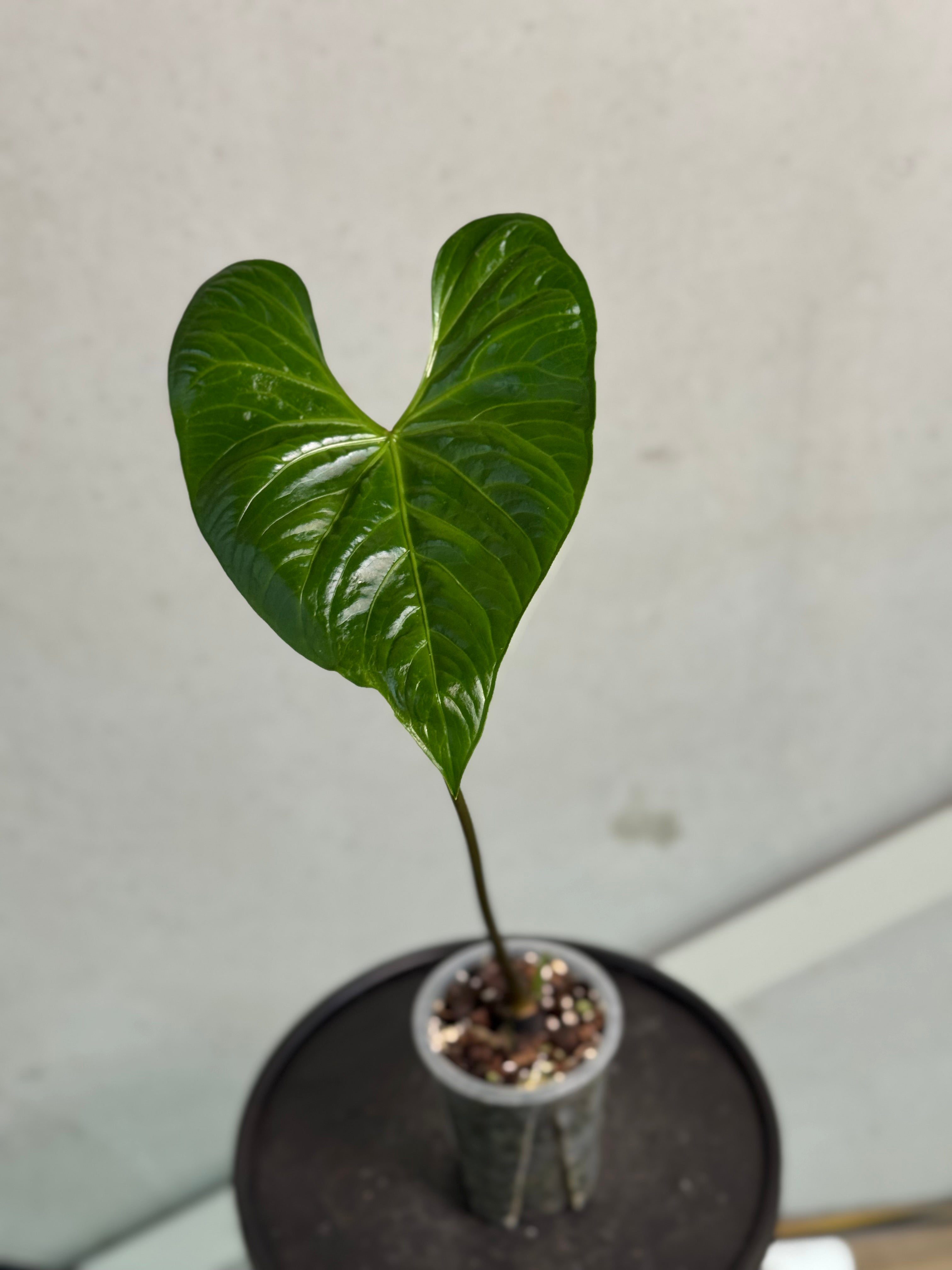 Anthurium Nigrolaminum