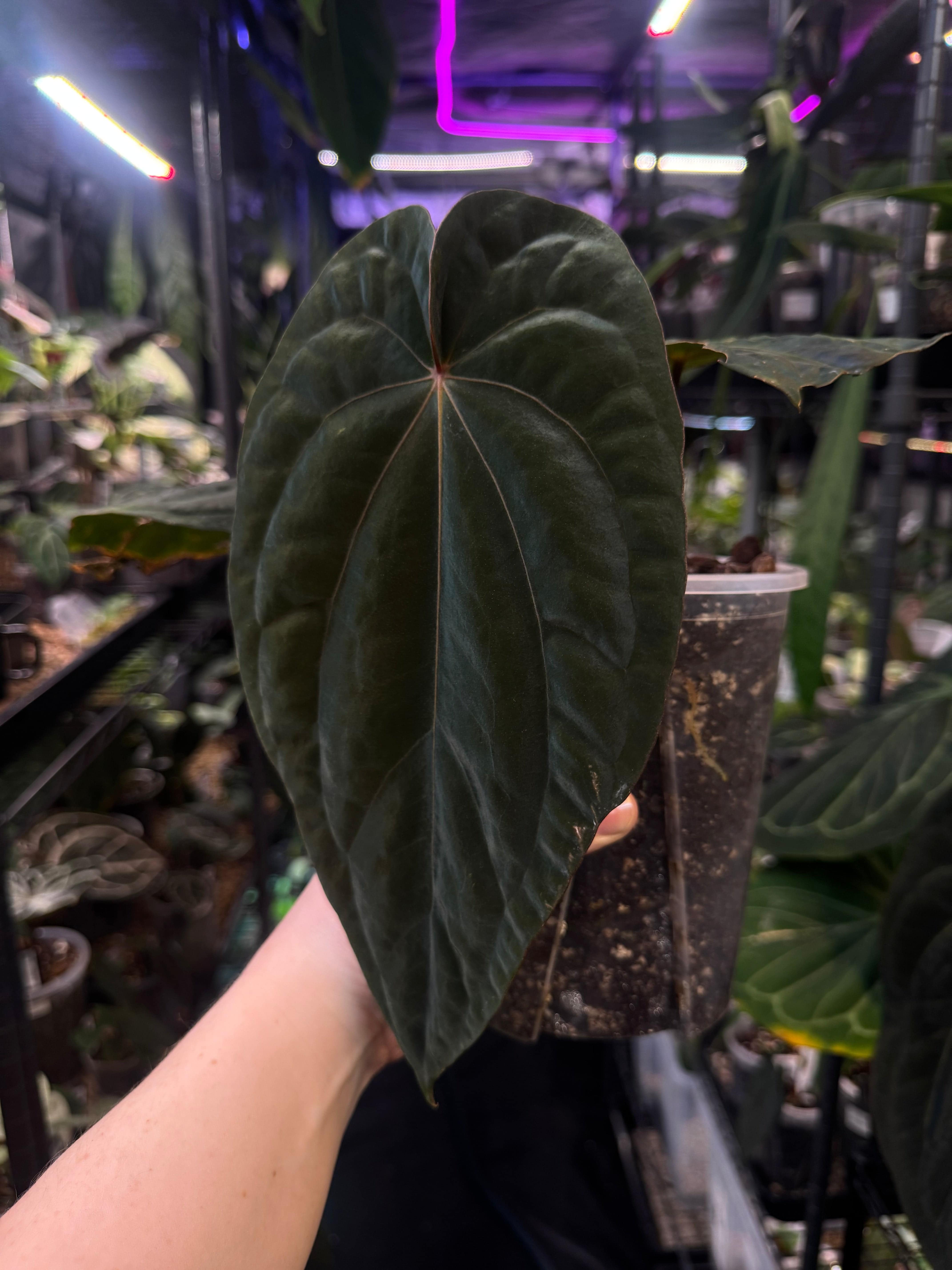 Anthurium Dressleri NSE 'Obsidian' - Clone - SMUKHI