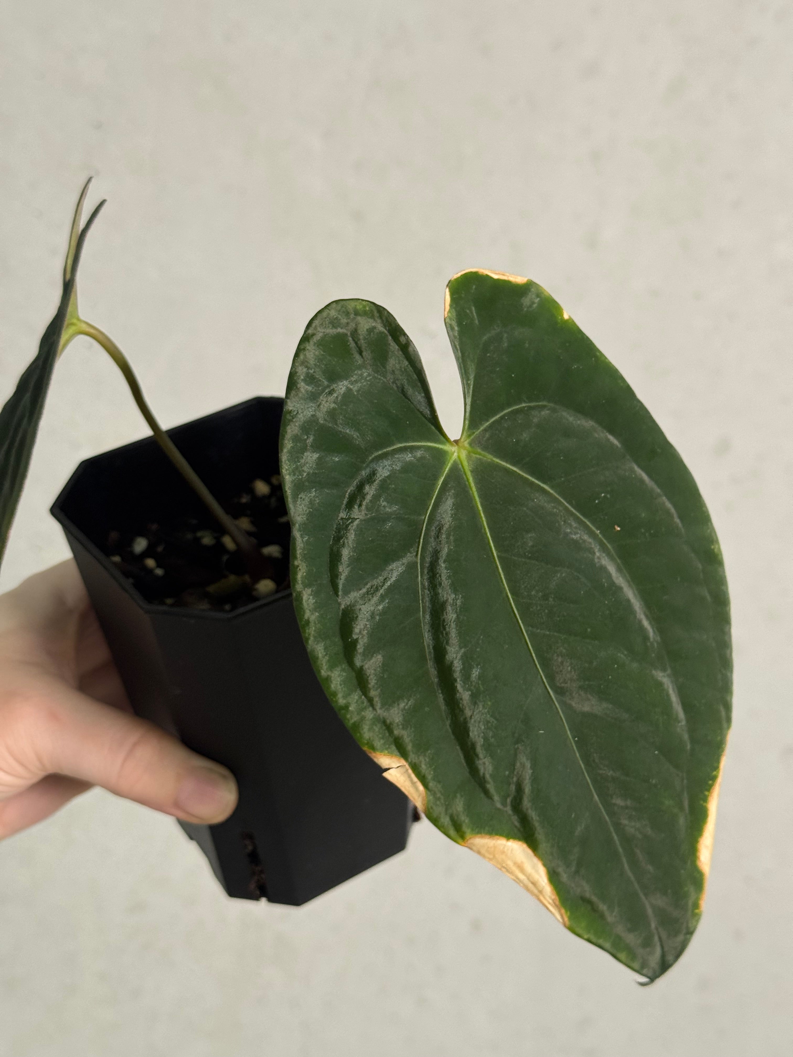 Anthurium Dark Phoenix - Clone - SMUKHI