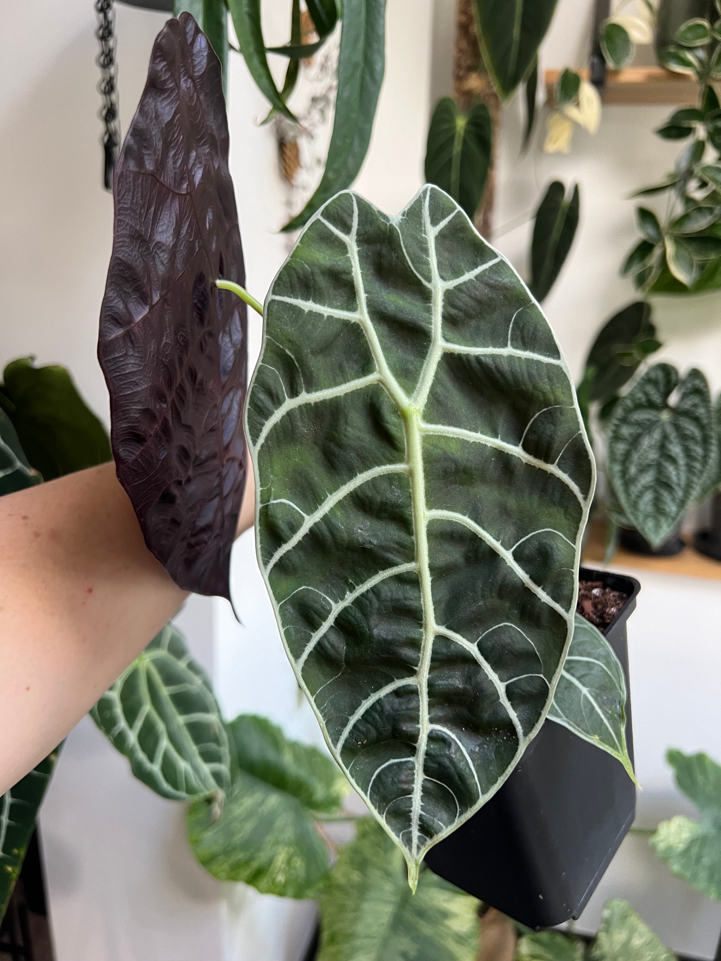 Alocasia Watsoniana - Medium Size