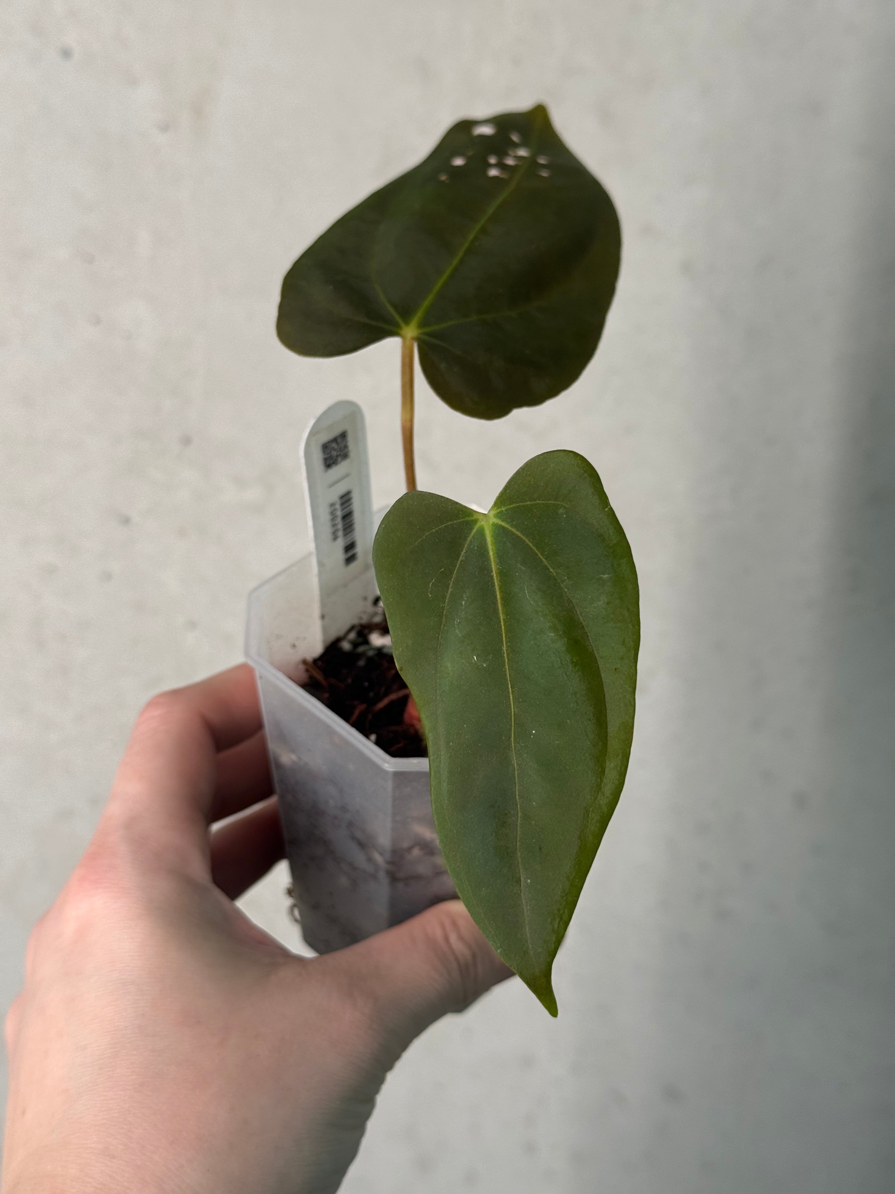 Anthurium FSxRL ‘Grim Reaper’ x Papillilaminum RA6 - Clone
