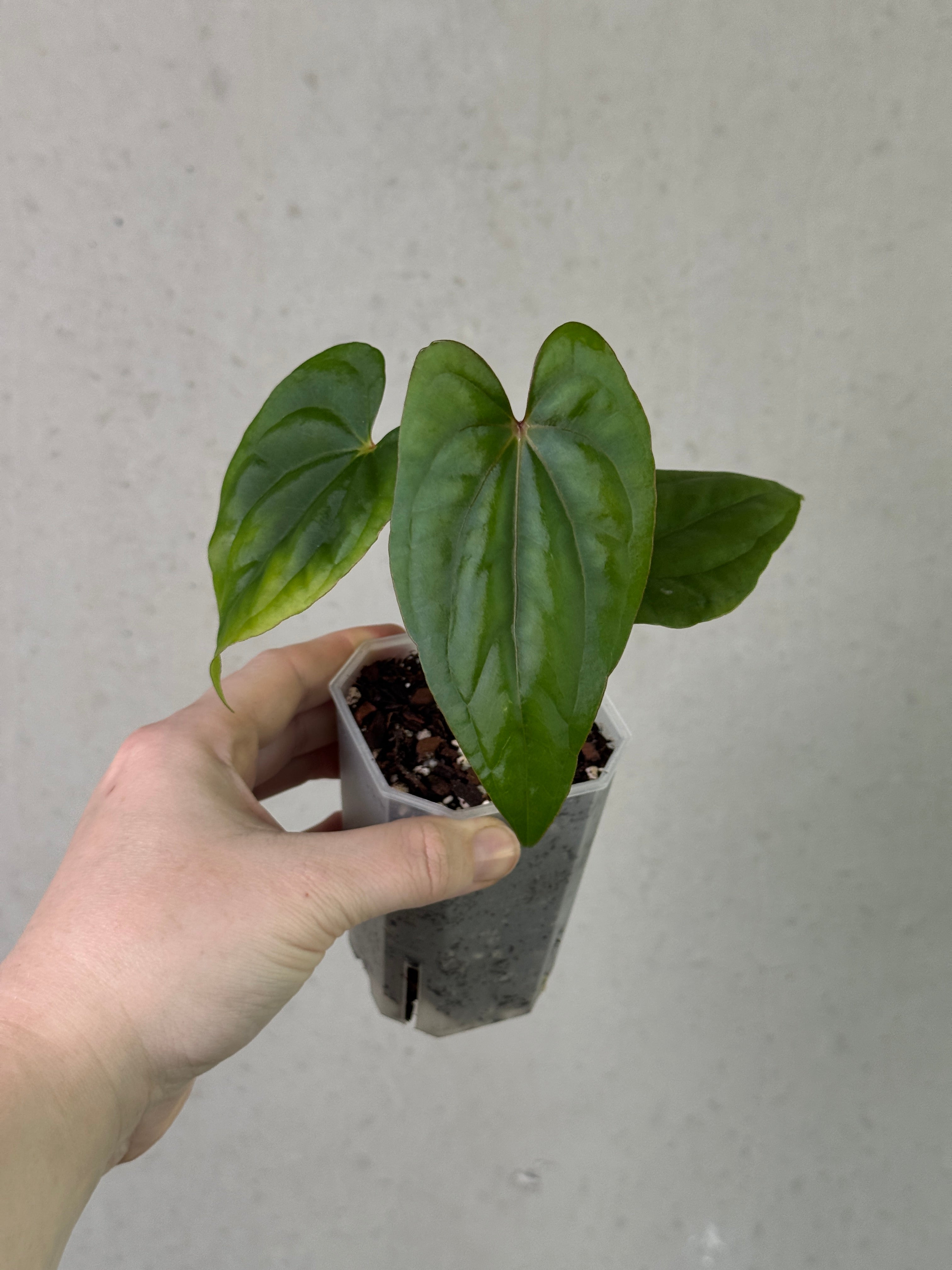 Anthurium Circus Peanuts - Clone