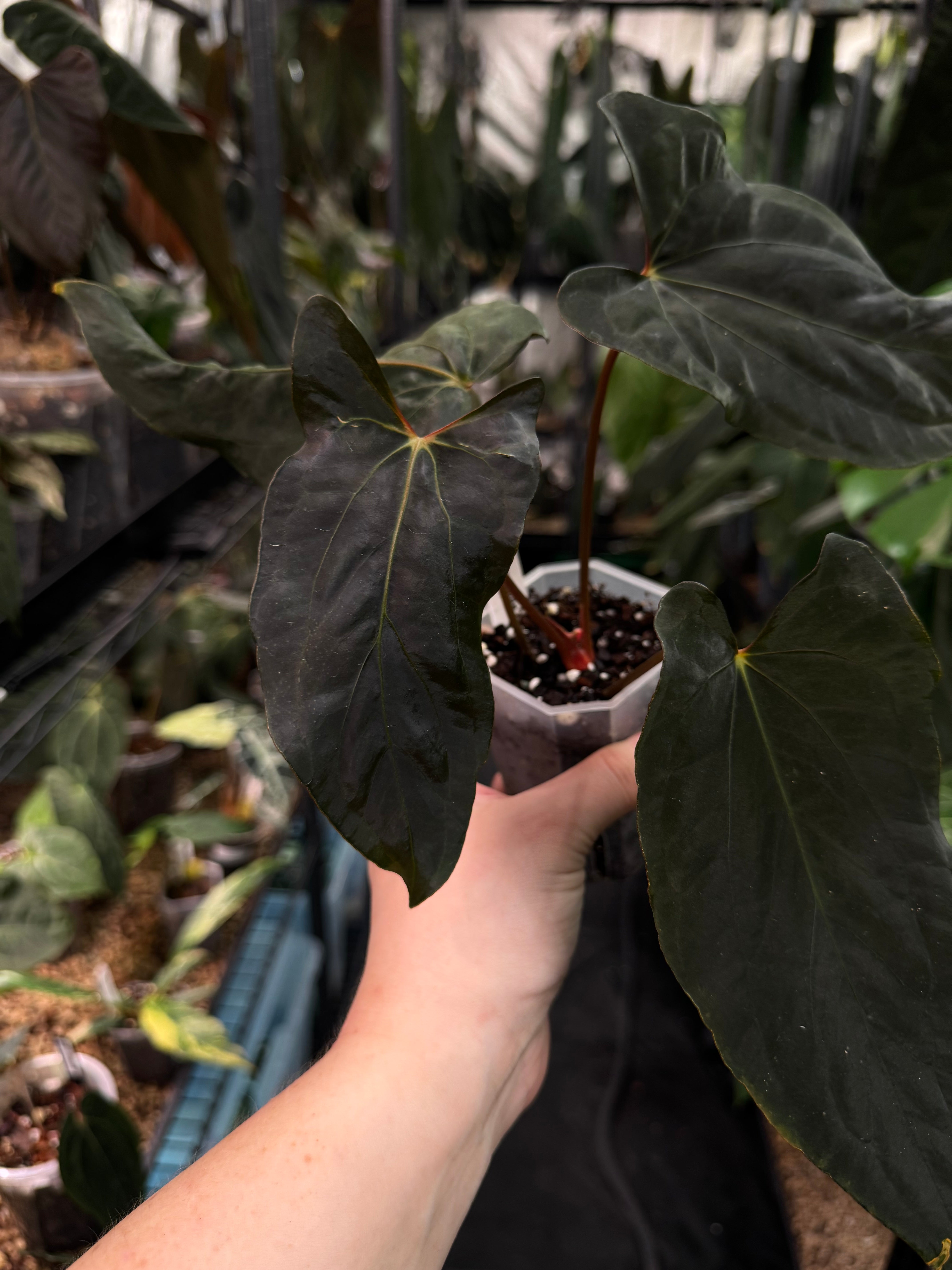 Anthurium Ralph Lynam x self