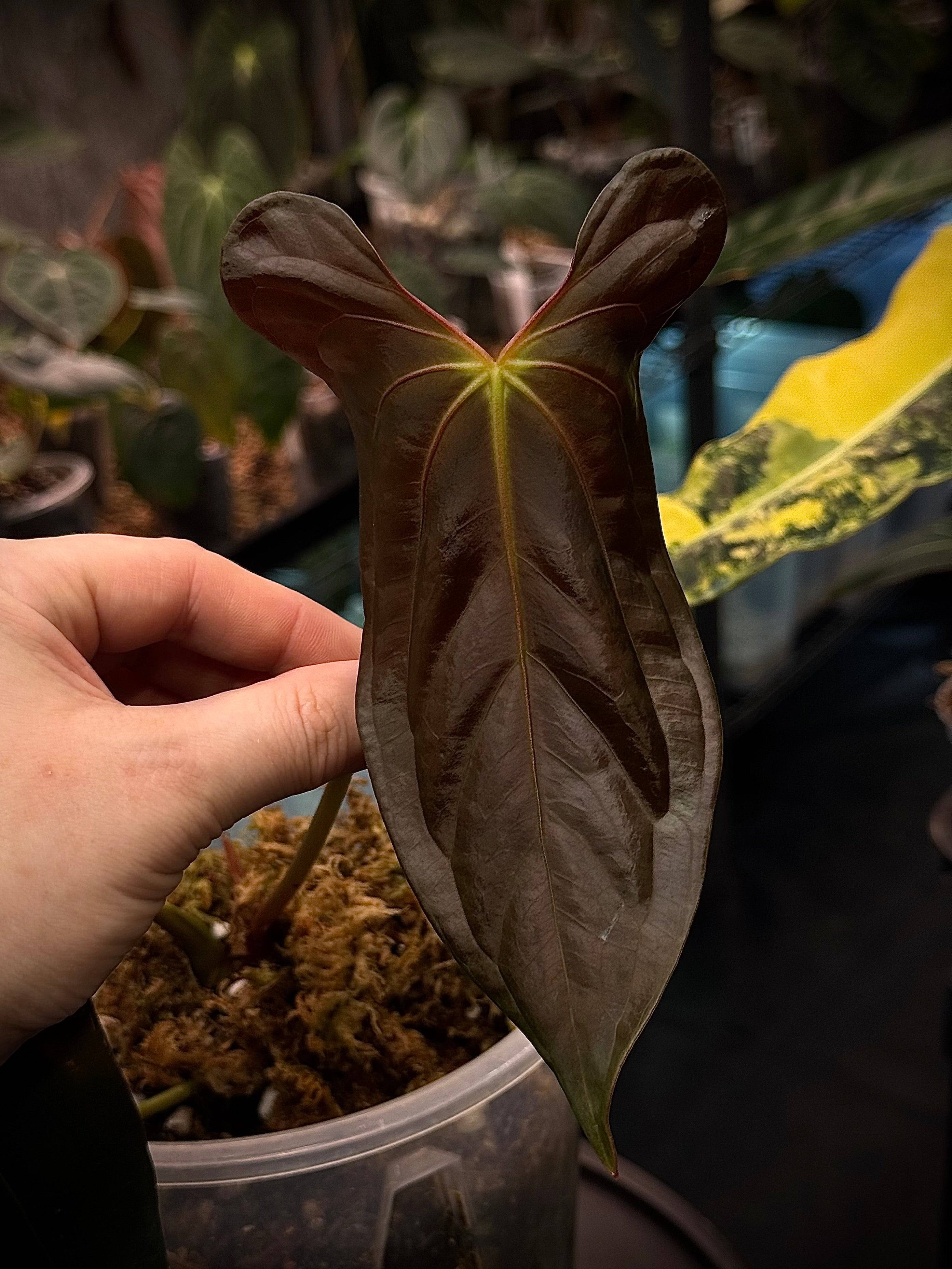 NFS: Anthurium Papillilaminum ‘Dagger’ - SMUKHI
