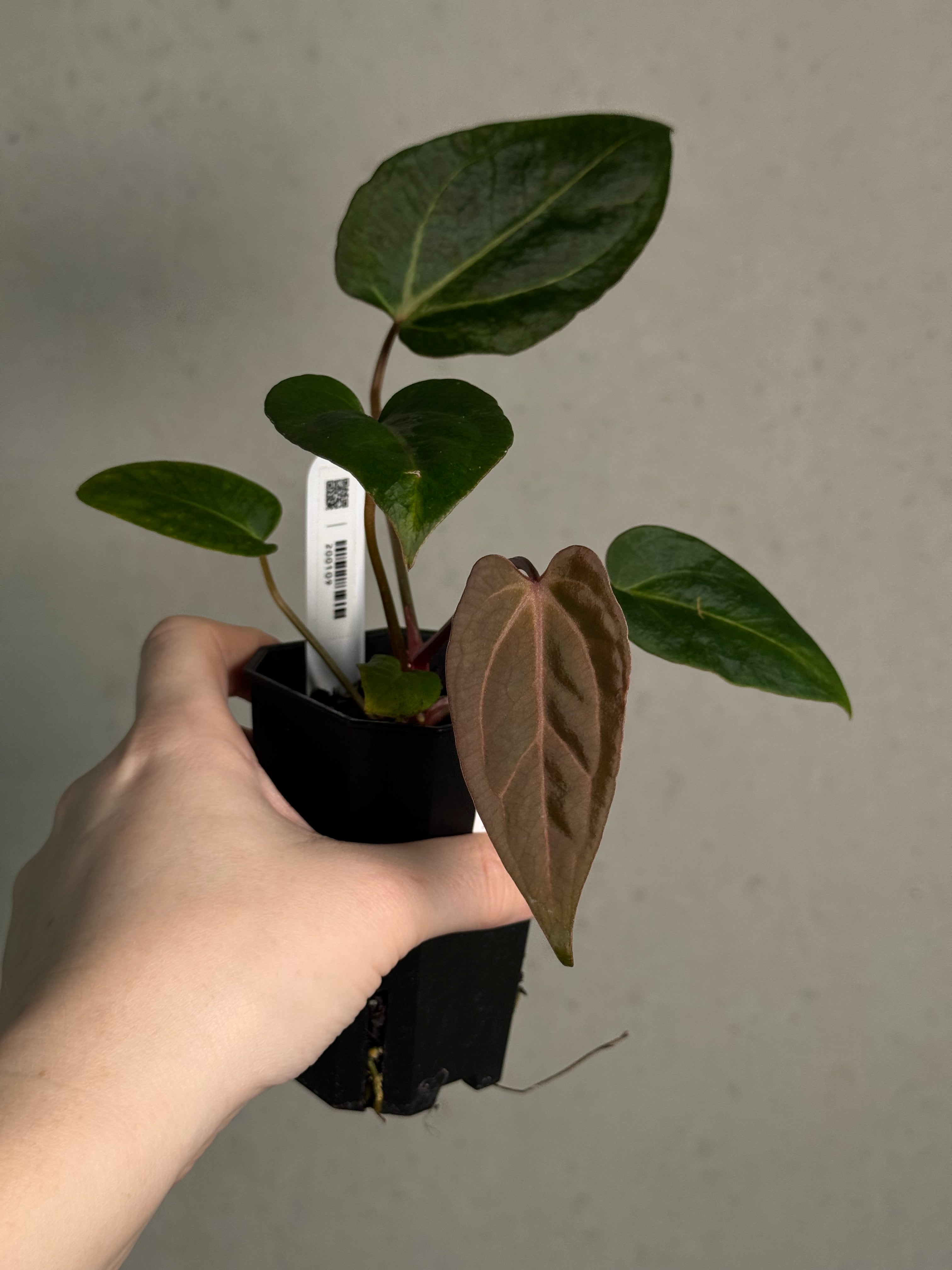 Anthurium Carlablackiae RA10 S1 x Dressleri ‘Obsidian’