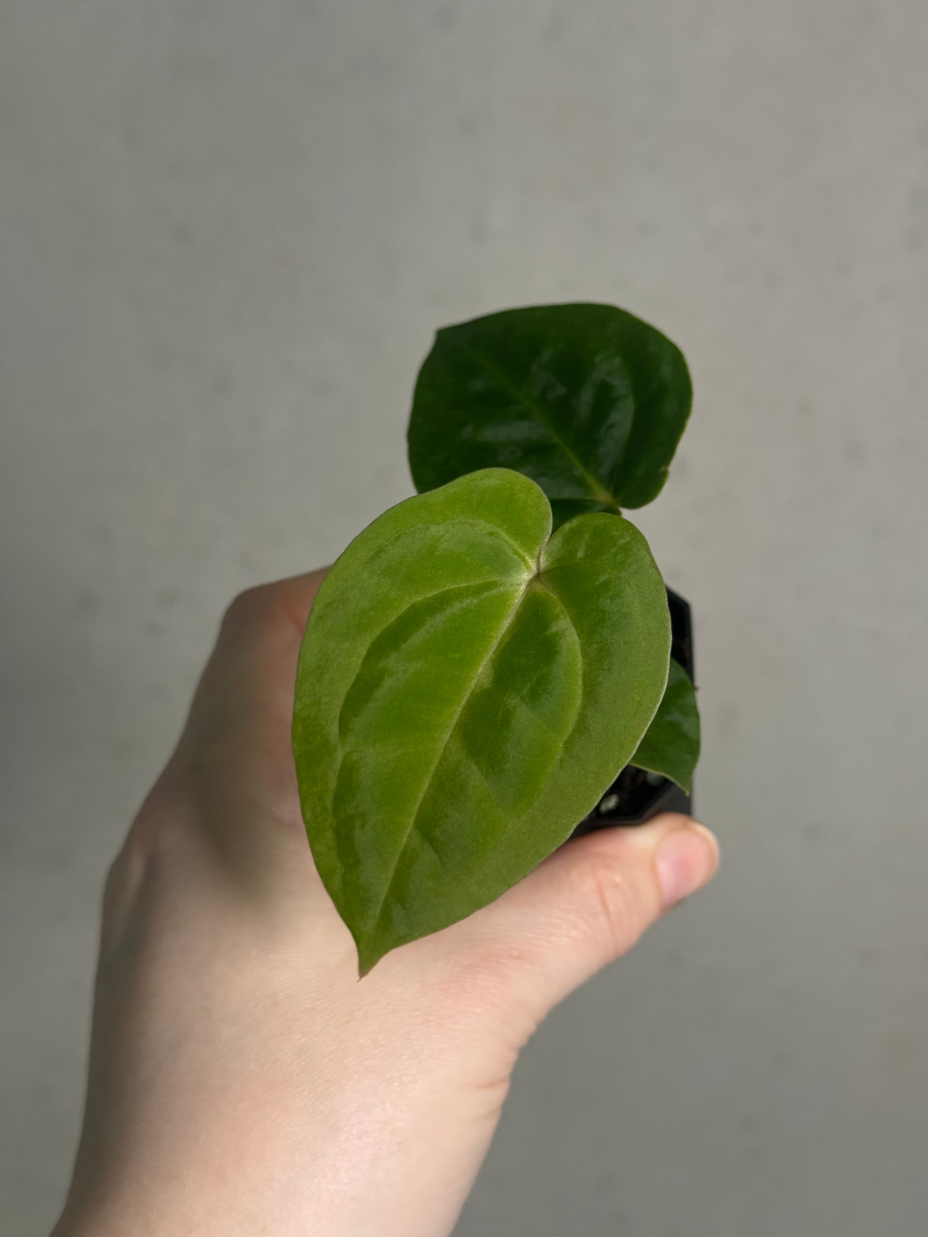 Anthurium Papillilaminum 'Guna Yala' x (Zara x Michelle) - SMUKHI