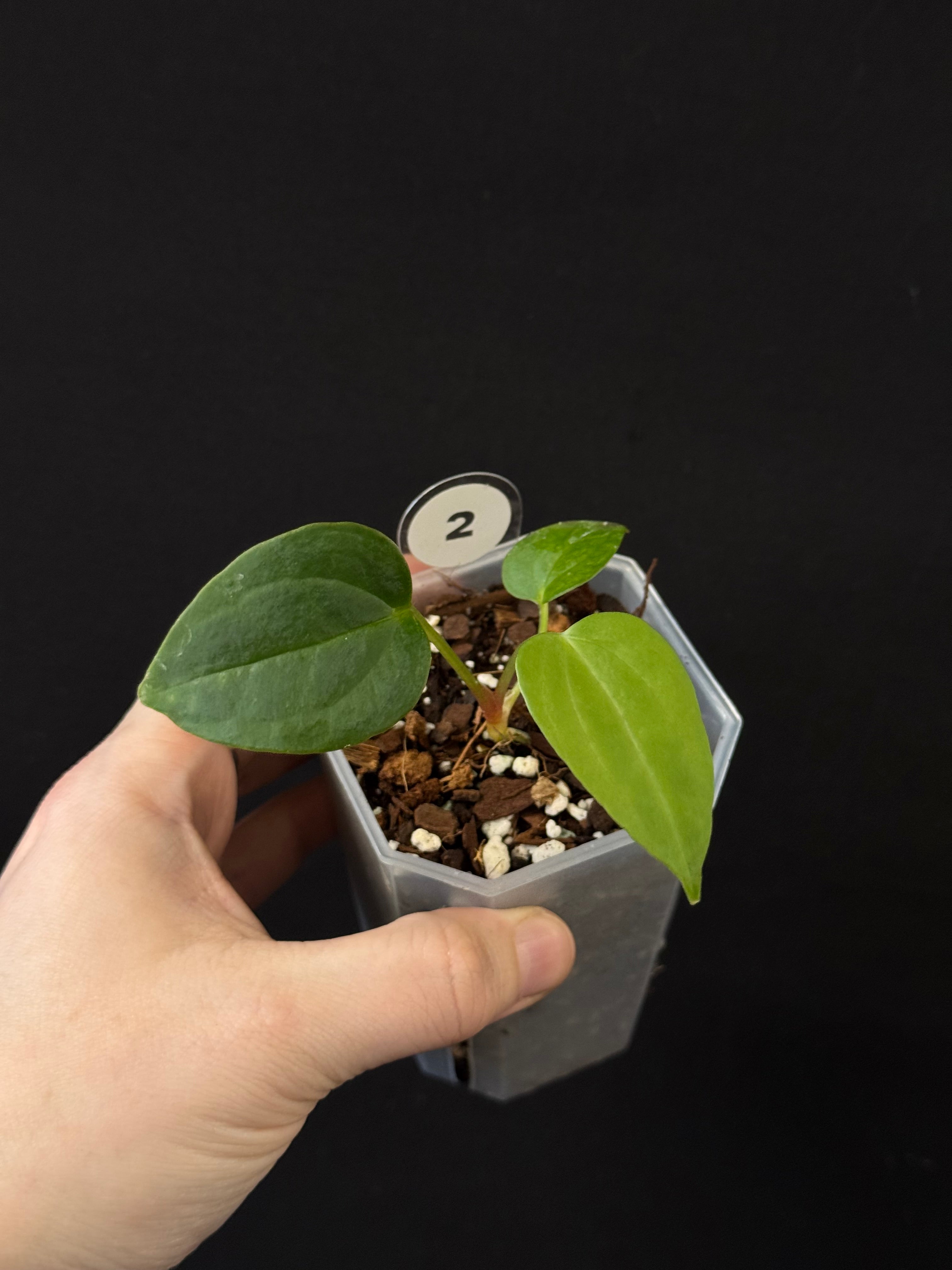 Anthurium (Dark Phoenix x Blue Papillilaminum) x Fort Sherman S1