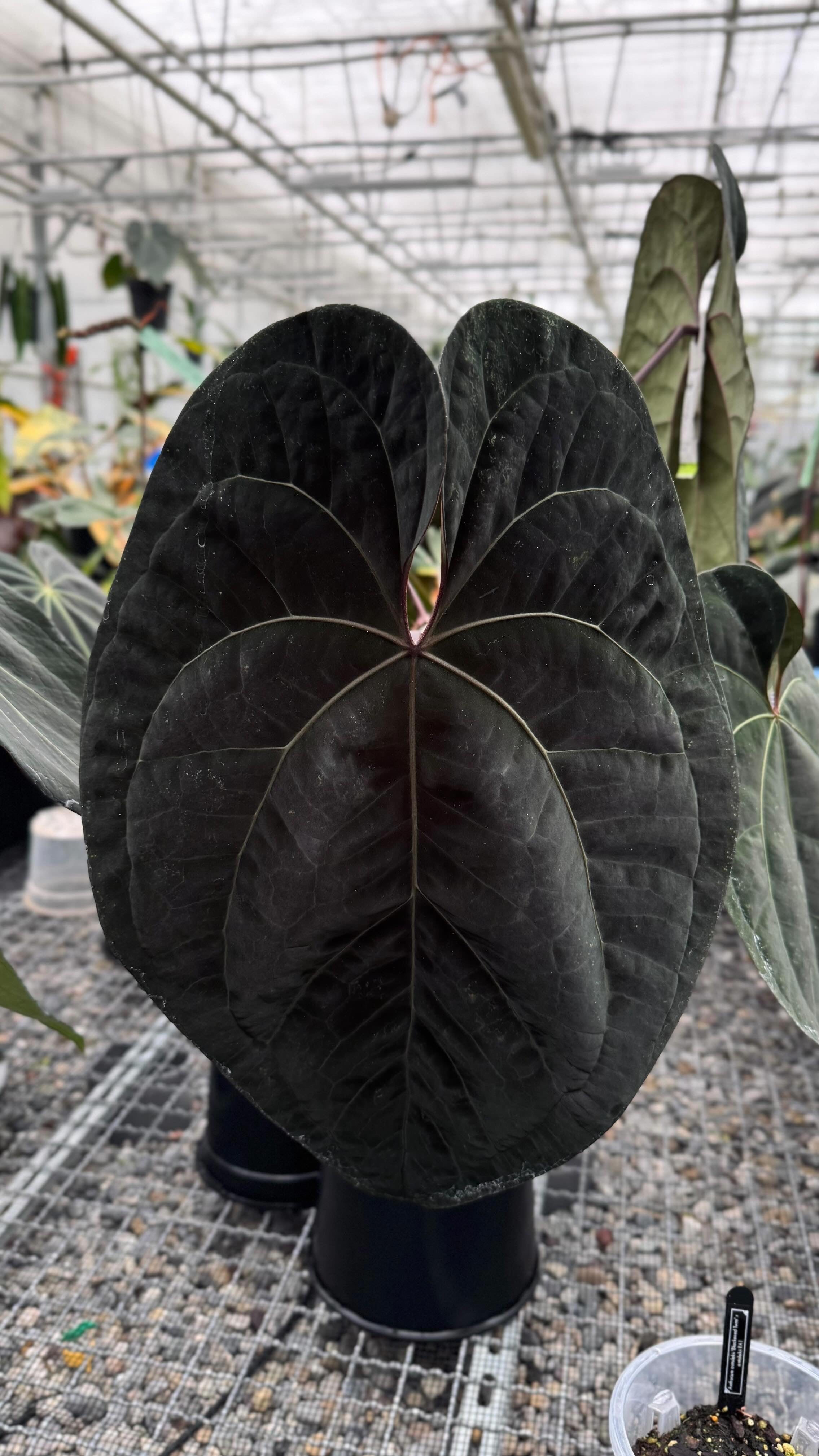 Variegated Stingray Anthurium plant with black and red foliage, featuring distinctive spade-shaped leaves and vibrant red accents.