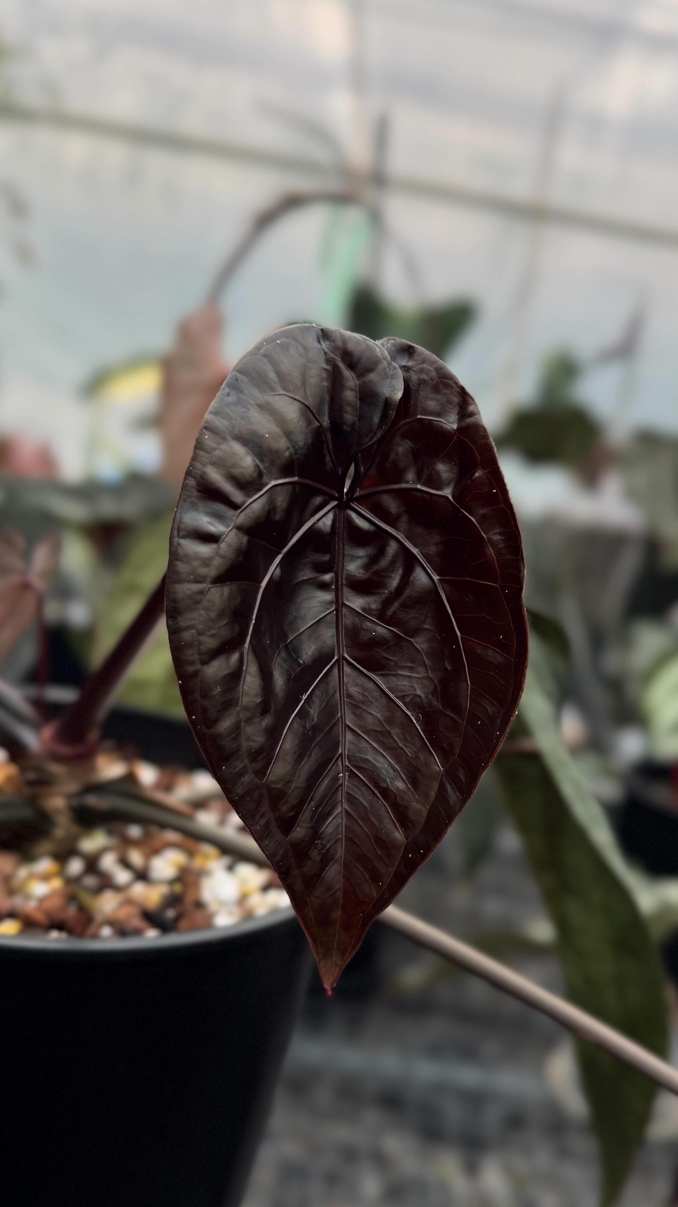 Variegated Stingray Anthurium plant with dark green and red foliage, featuring black widow and ace of spades leaf varieties.