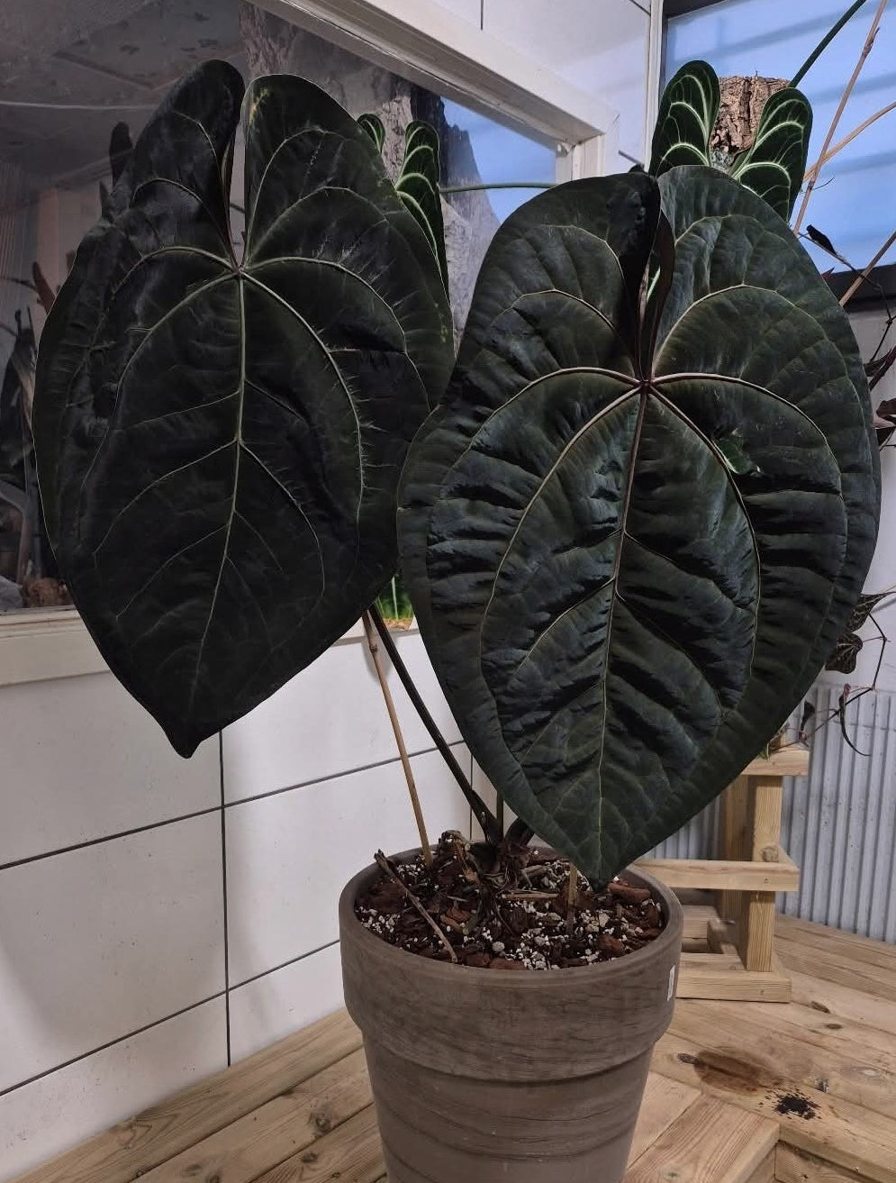 Anthurium Ace of Spades Dark Form plant with glossy dark leaves, from Crystallinaminum, shown in a close-up image.
