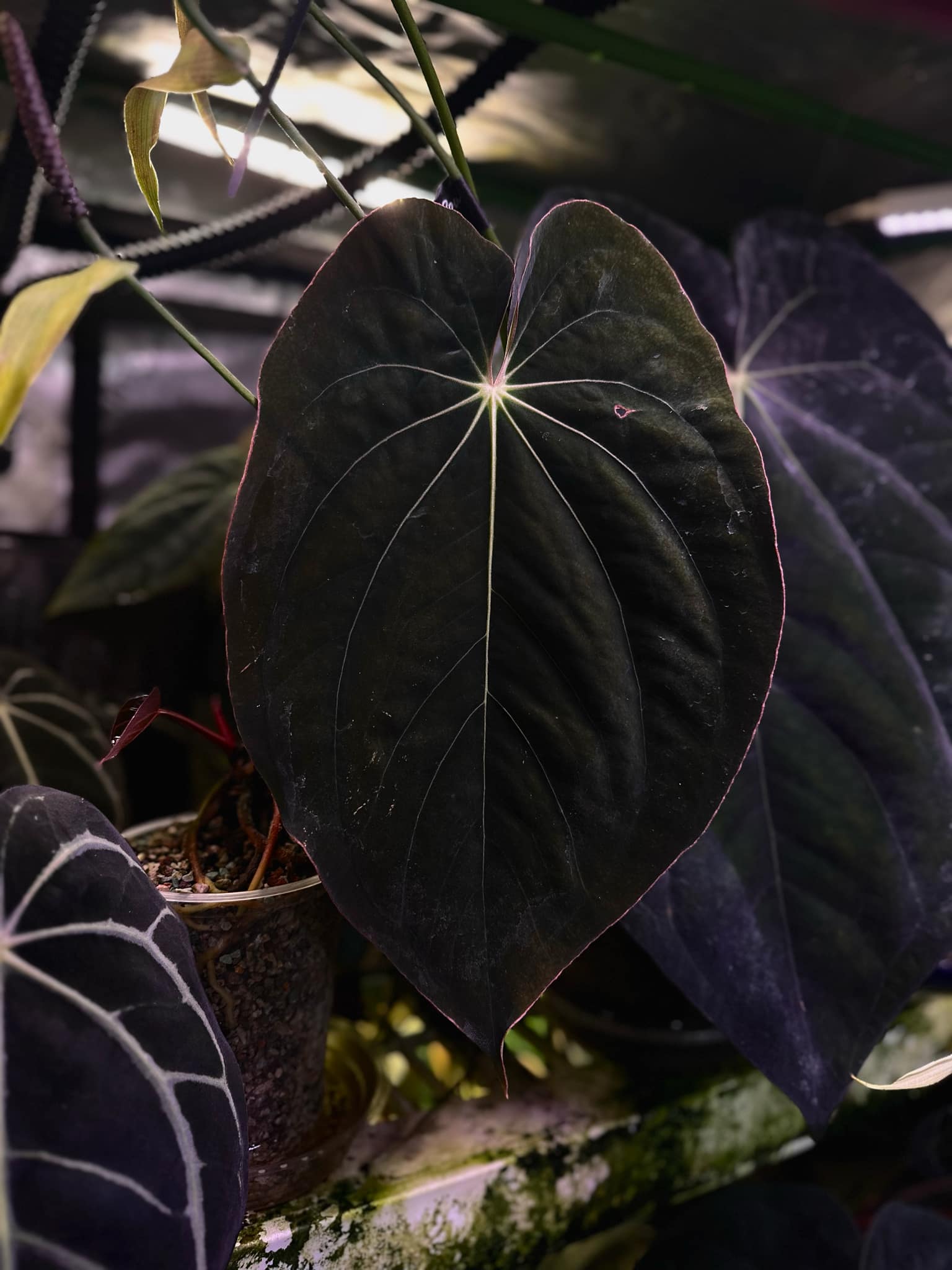 Anthurium BVEP ('Round' x RA1) x (WU1 x 'Oliver')