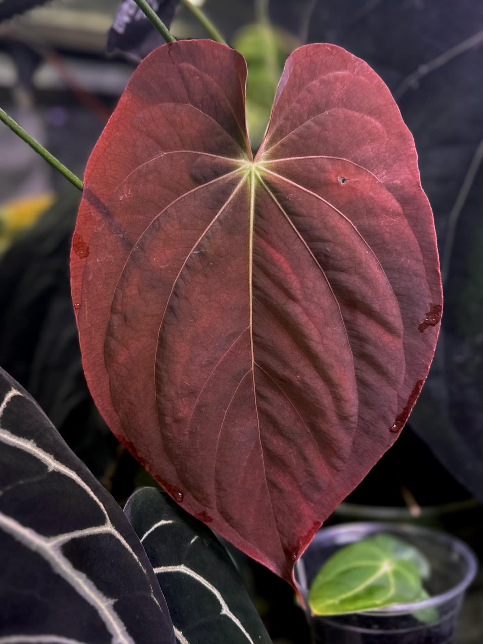 Anthurium BVEP ('Round' x RA1) x (WU1 x 'Oliver')