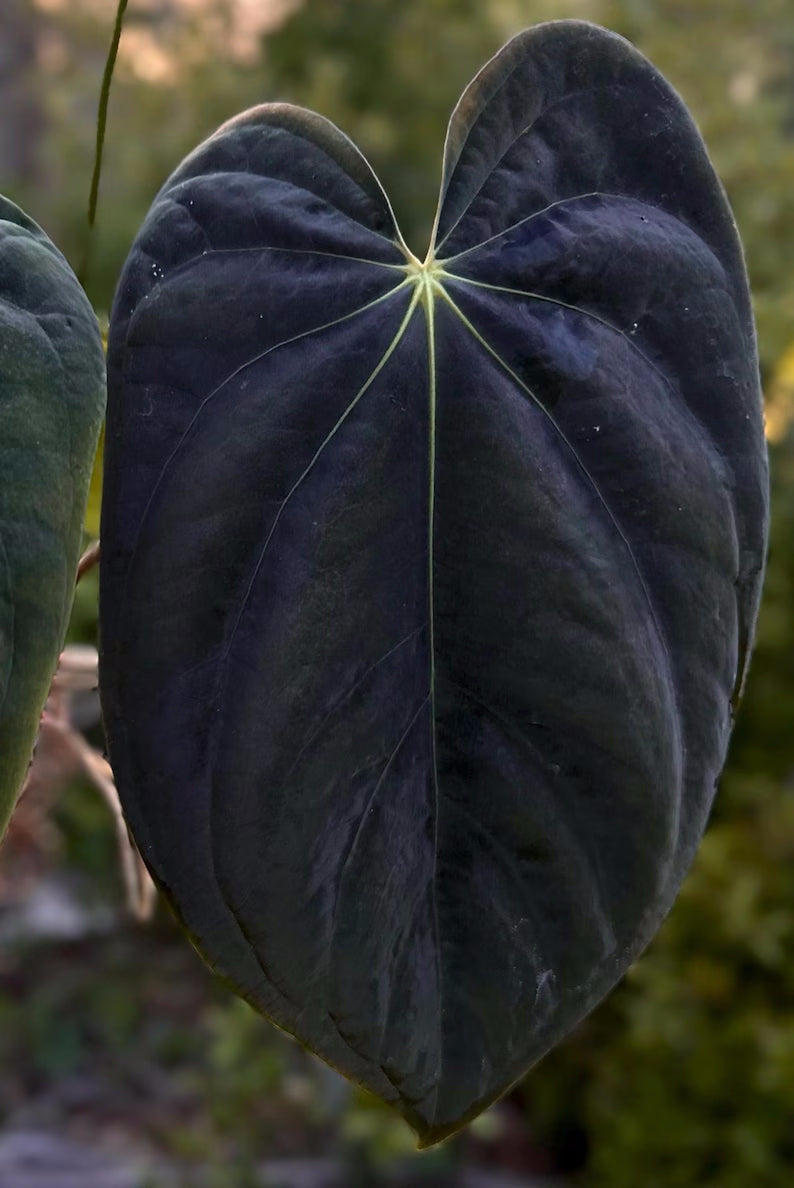 Anthurium BVEP ('Round' x RA1) x (WU1 x 'Oliver')