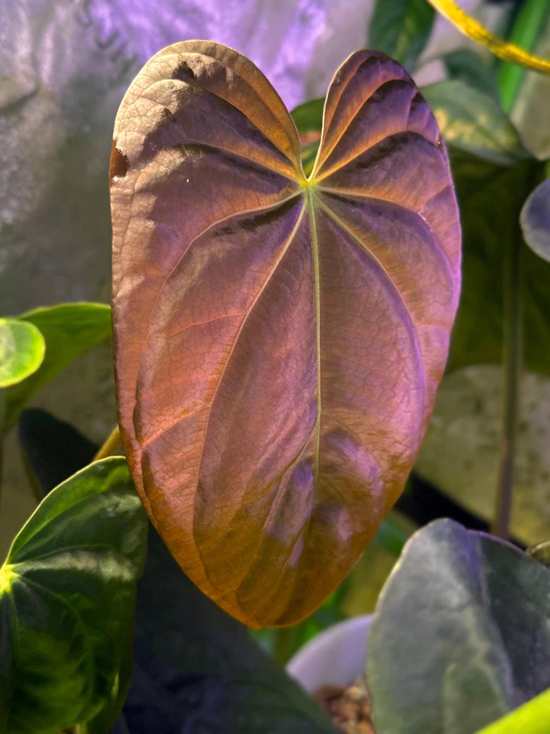 Anthurium BVEP ('Round' x RA1) x (WU1 x 'Oliver')