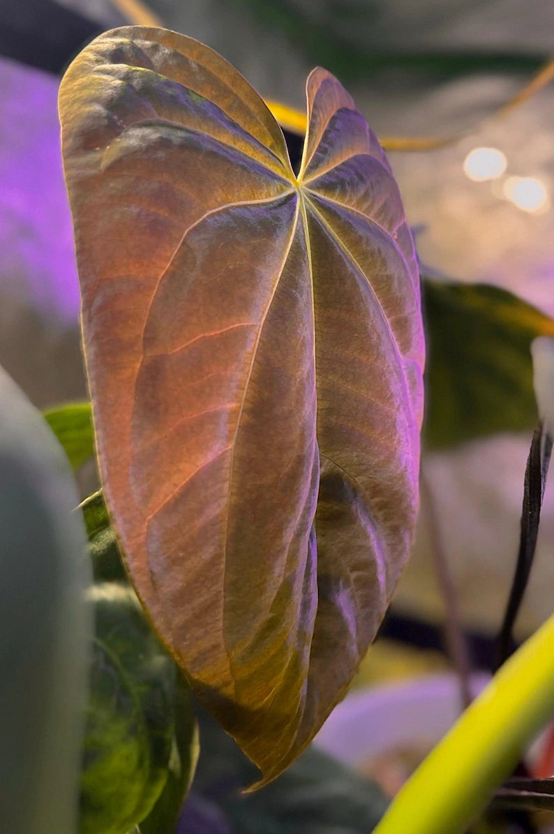 Anthurium BVEP ('Round' x RA1) x (WU1 x 'Oliver')