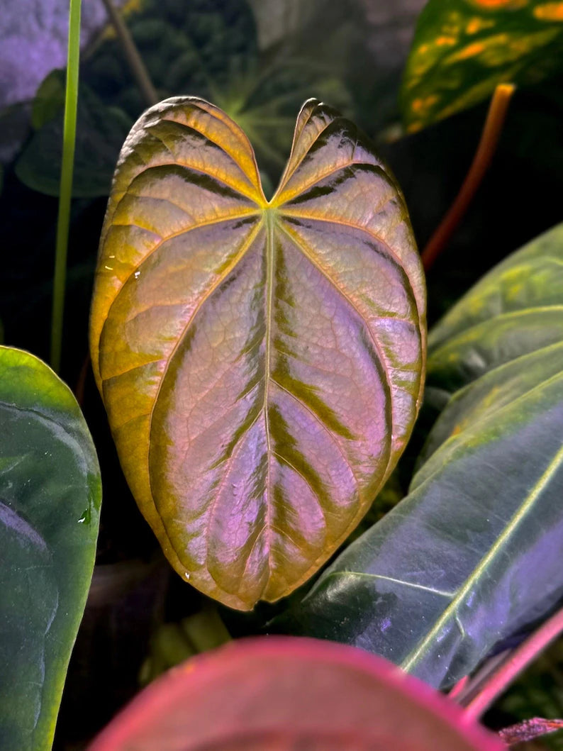 Anthurium BVEP ('Round' x RA1) x (WU1 x 'Oliver')