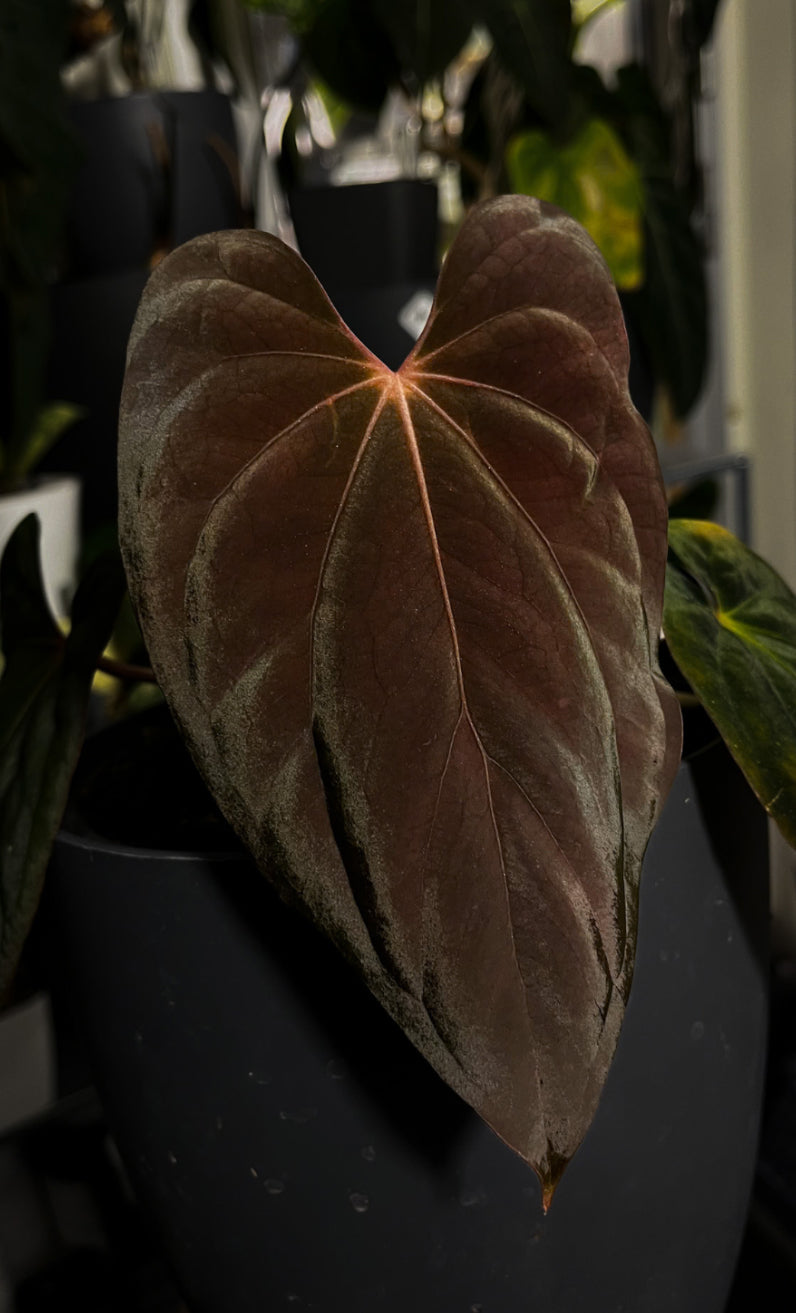 Dark form Anthurium Ace of Spades plant from Crystallinaminum, with glossy dark leaves and striking foliage, labeled Bloodraven.