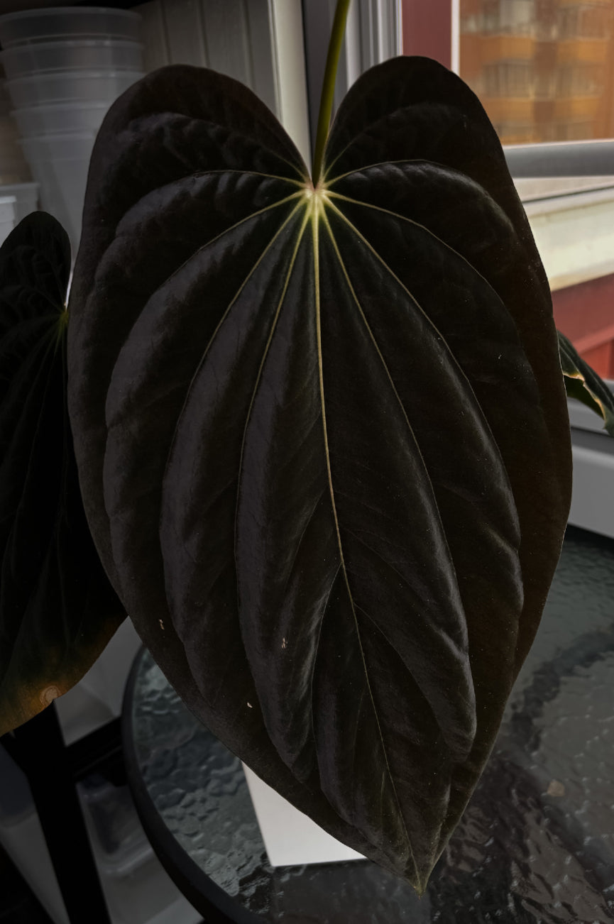 Anthurium Portillae 'Nightmare' plant with dark green, glossy leaves and vibrant spathes, cultivated by Crystallinaminum.