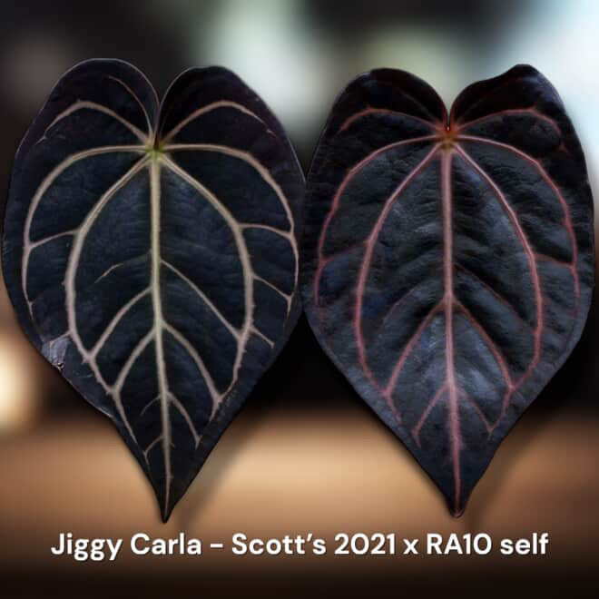 Anthurium Carlablackiae ('Jiggy Carla' x Scott's 2021) x (RA10 x self)