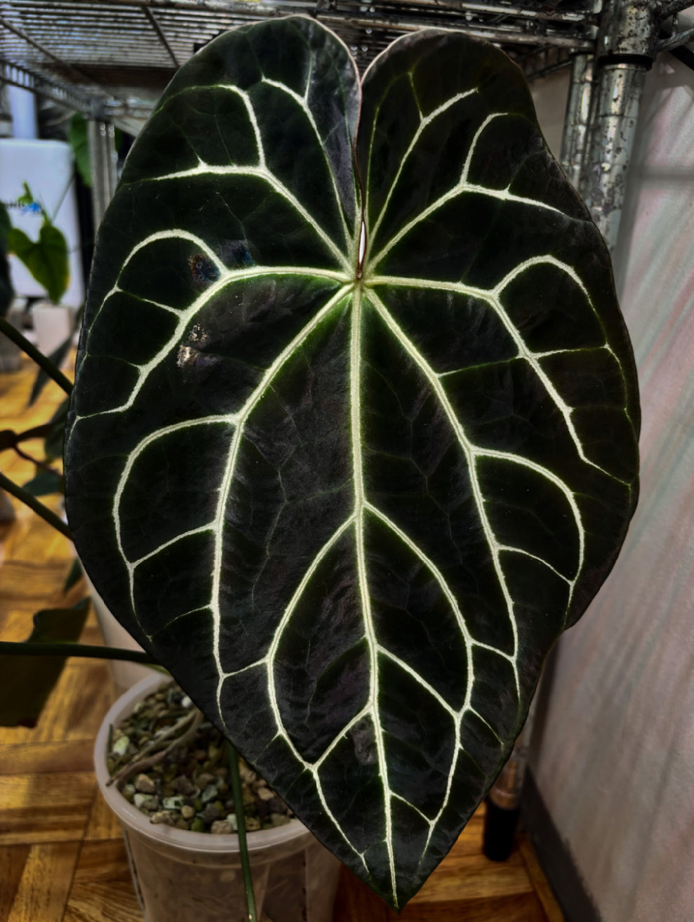 Anthurium 'Widowmaker' x Crystallinum 'Chocolate' plant from Crystallinaminum, showing dark chocolate-colored leaves and lush foliage.