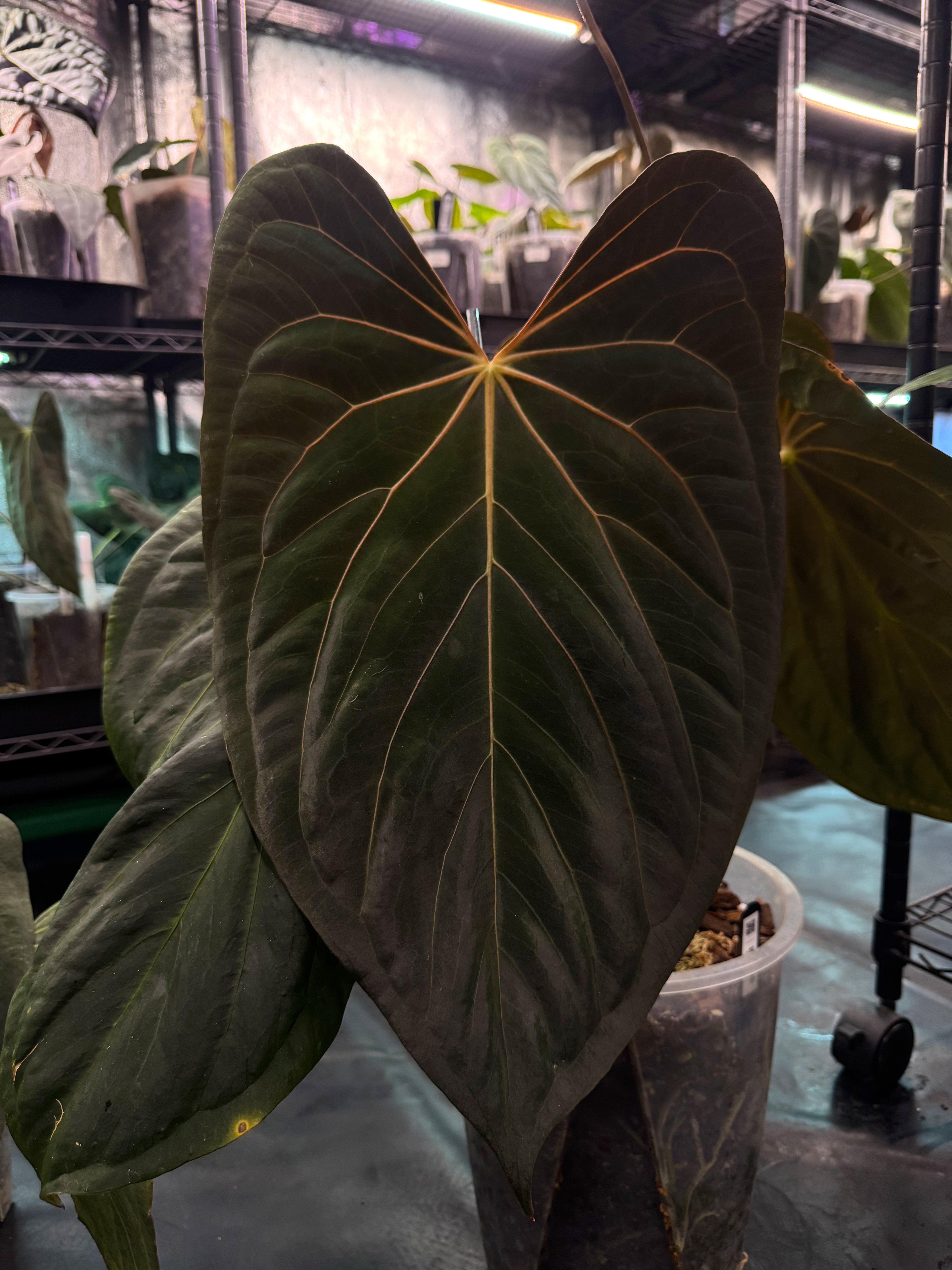 Anthurium (Fort Sherman x self) x (Fort Sherman x Ralph Lynam)