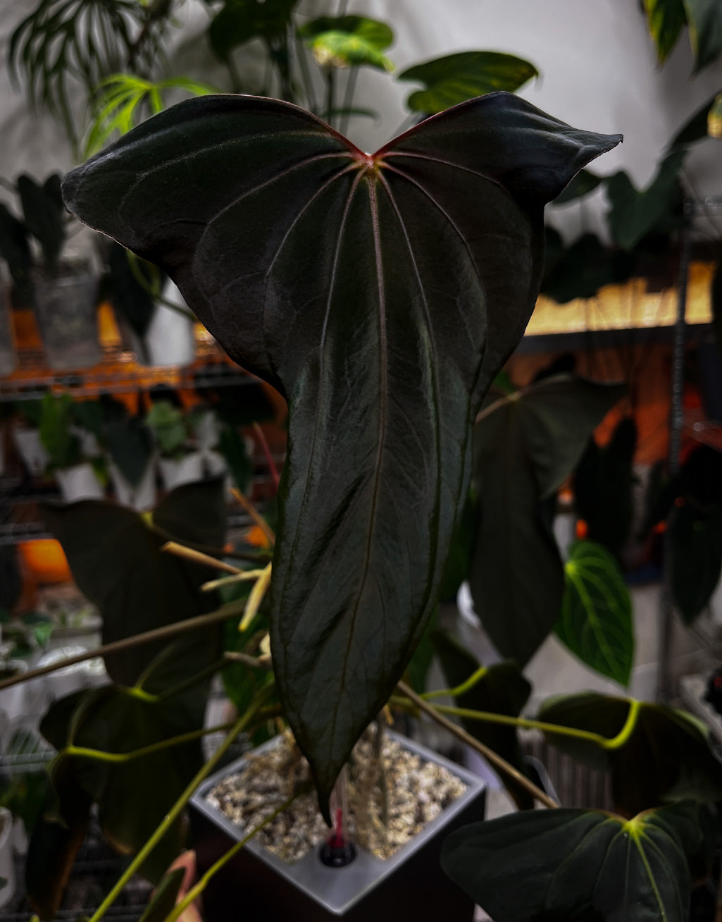 Anthurium 'Grim Reaper' x Portillae 'Dorito' plant with glossy dark leaves and vibrant spathes, grown by Crystallinaminum.