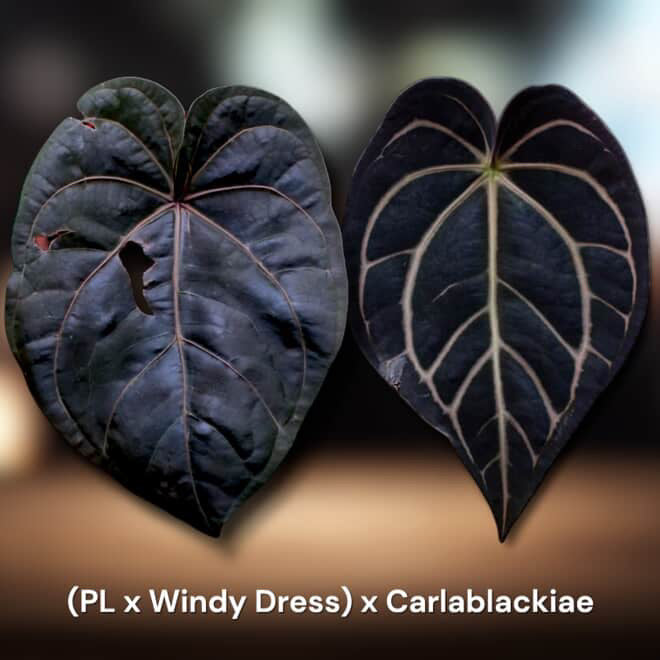 Anthurium (‘Pink Lemonade’ x Windy Dressleri) x Carlablackiae JPG.1