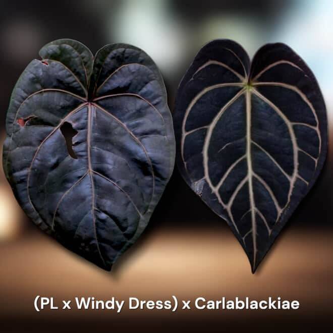 Anthurium (‘Pink Lemonade’ x Windy Dressleri) x Carlablackiae JPG.1 - SMUKHI