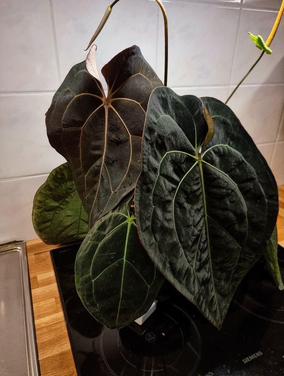 Anthurium plant from the Private Collection featuring mixed varieties of Anthurium forgetii, Carlablackiae ‘Amanda’, and Portillae ‘Dorito’.