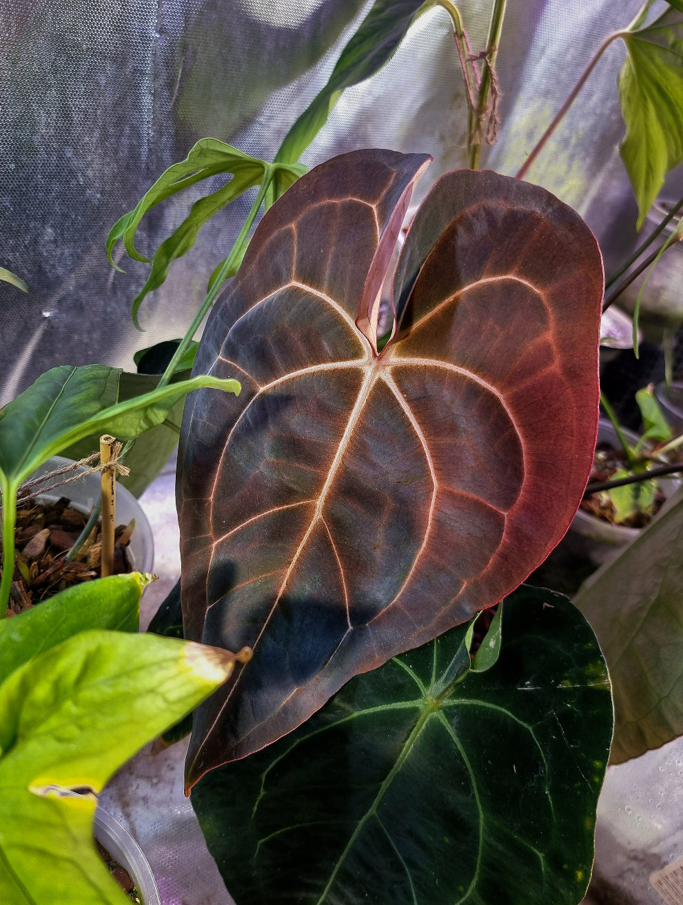 Anthurium plant from Private Collection with glossy green leaves and variegated foliage featuring unique leaf shapes and colors.