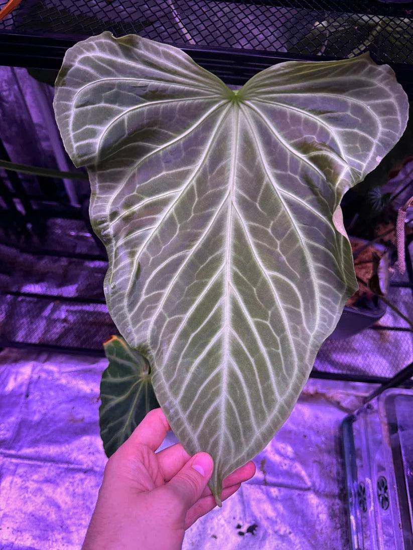 Healthy Anthurium FTG Crystallinum S1 x self plant from Granthuriums, showcasing glossy leaves and vibrant foliage.