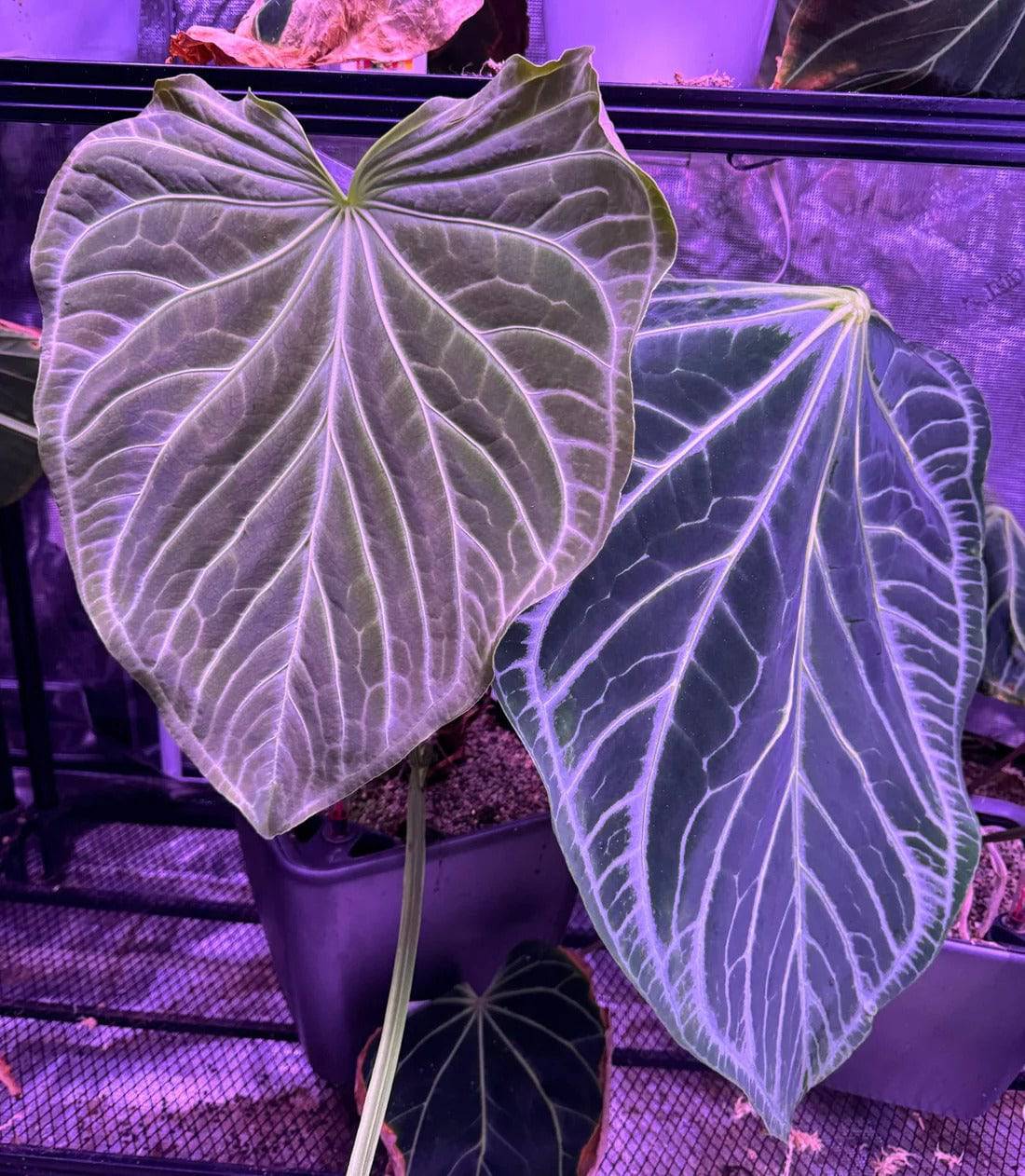 Anthurium FTG Crystallinum S1 x self plant from Granthuriums, showing vibrant green leaves and healthy foliage.