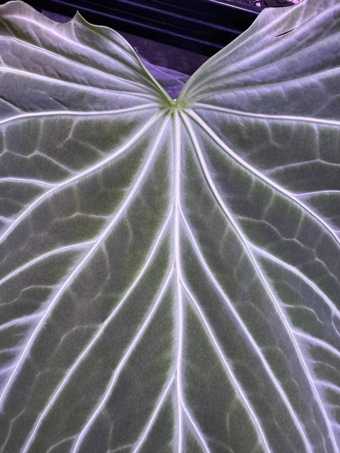 Anthurium FTG Crystallinum S1 x self plant by Granthuriums, showing lush green leaves and healthy foliage.