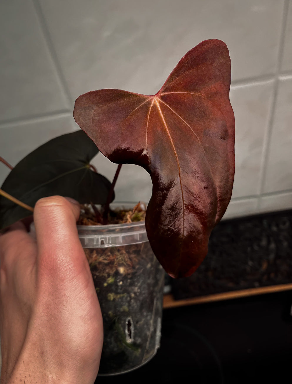 Crystallinaminum Anthurium Carlablackiae RA10 x sp. Nov DF plant with dark foliage and vibrant spathe, detailed close-up shot.